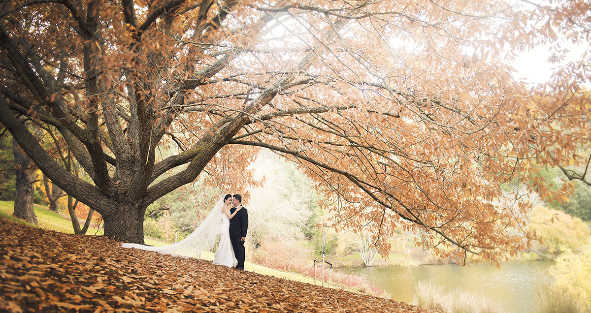 mt lofty botanic gardens 4 Bride and Groom at Mt Lofty Botanic Park