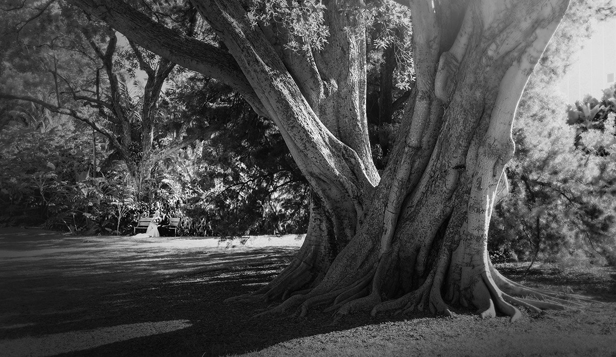 Adelaide Botanic Garden Wedding - Sophie & Robert - SvenStudios