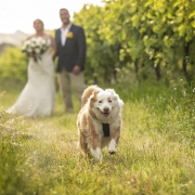 Dog running through vines on wedding day