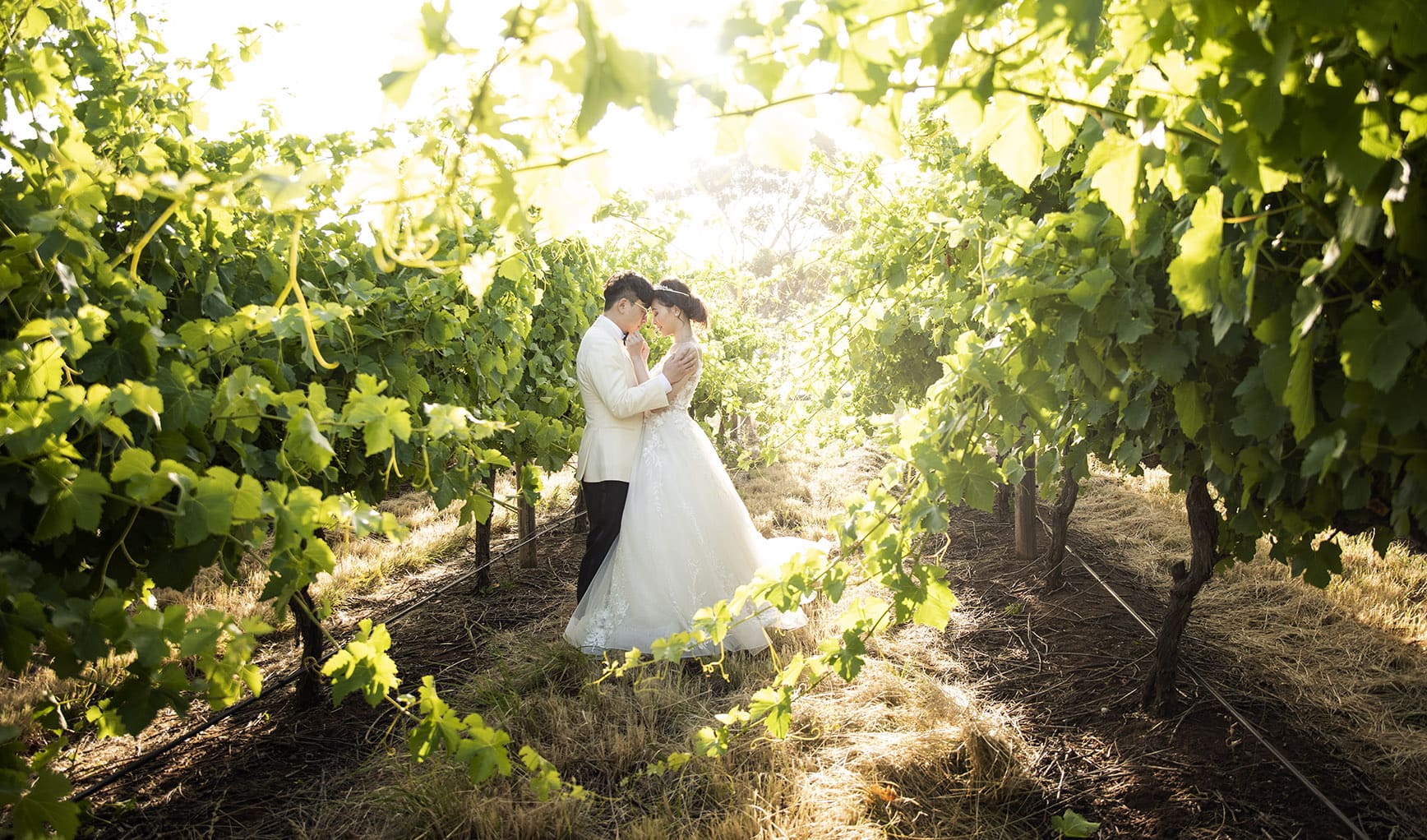 big list of mclaren vale wedding venues 11 sunny vineyard photo at Mollydooker wines