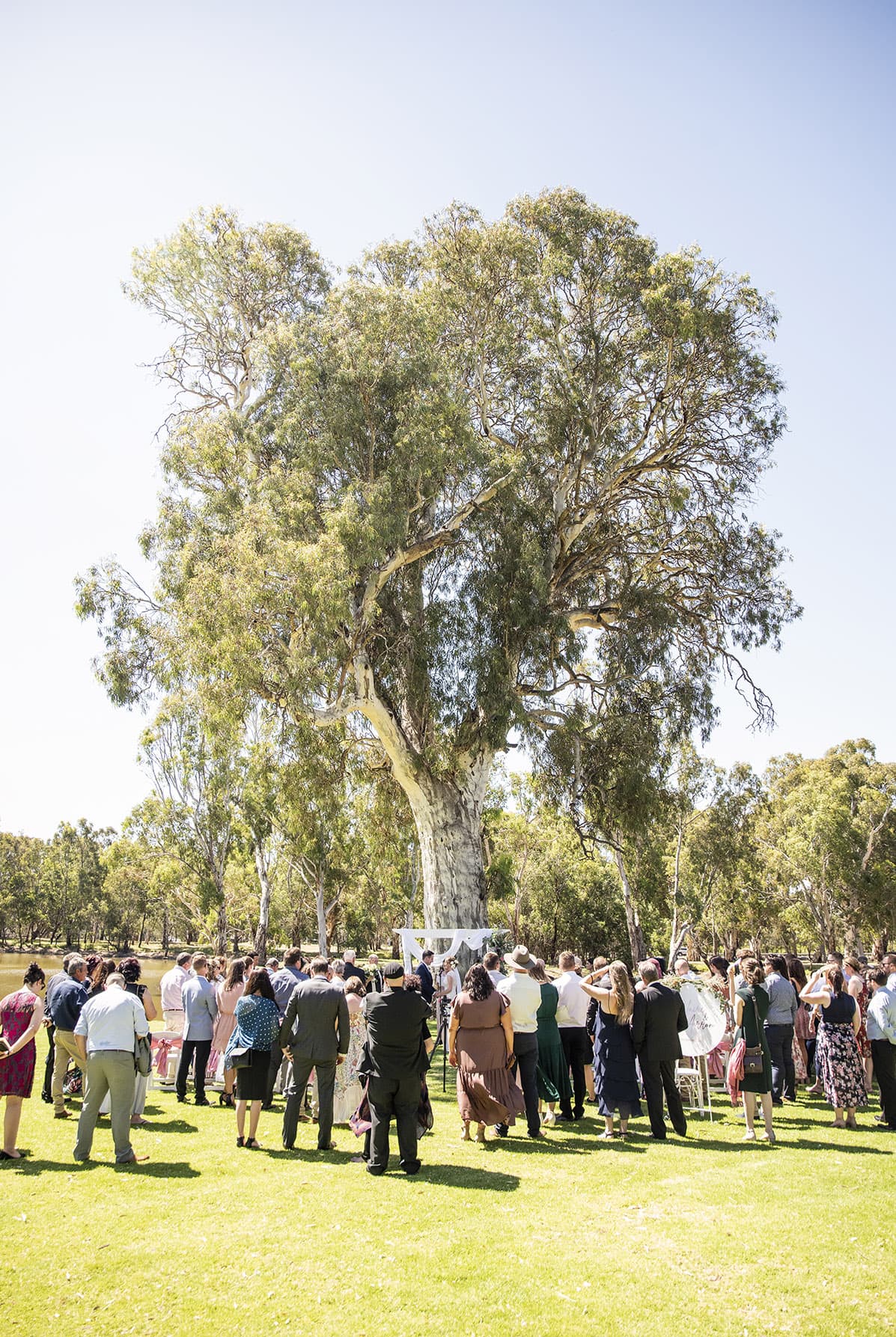 serafino wines wedding - claire & arron 41 Serafino wines wedding tree