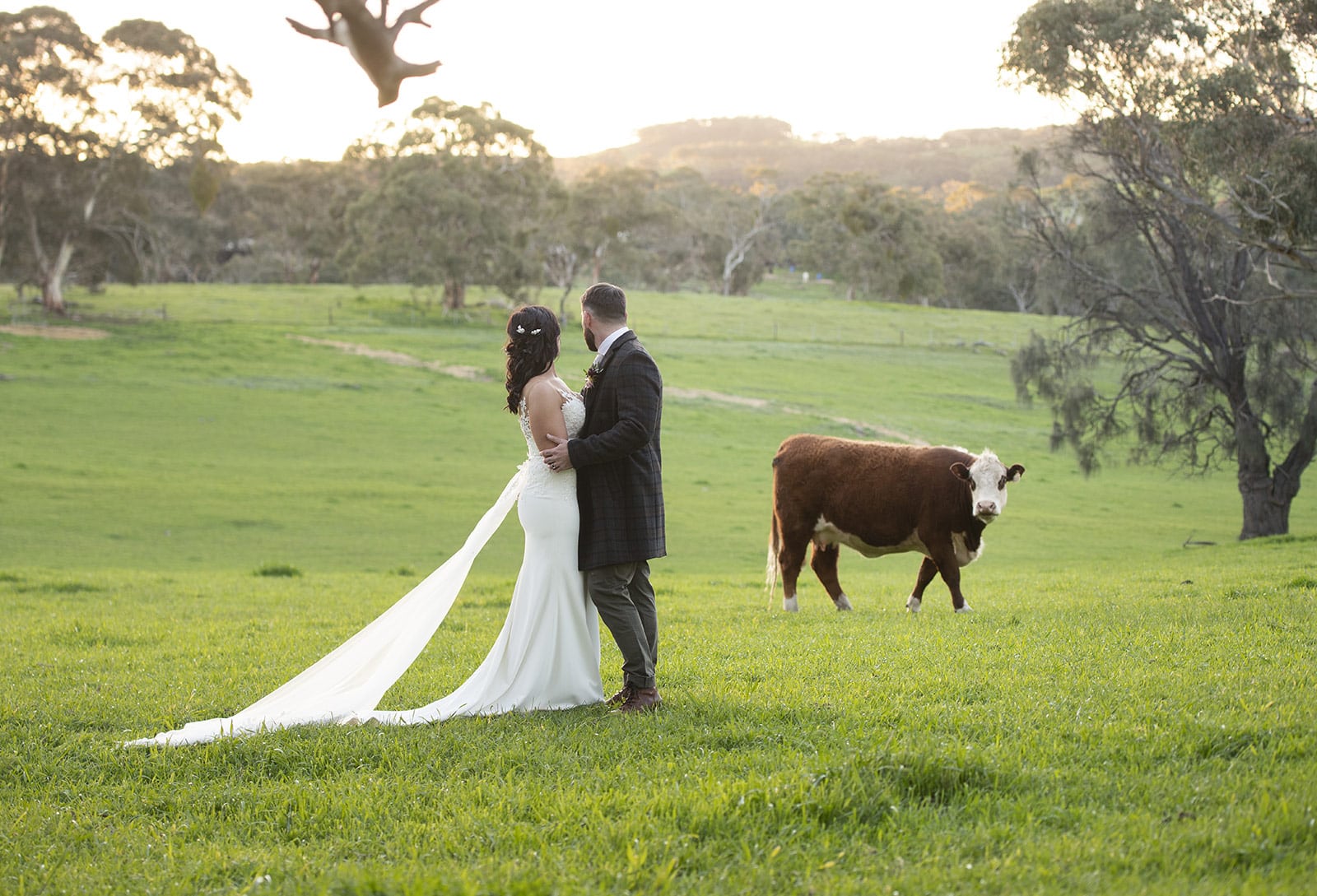 bride and groom checking out the cow