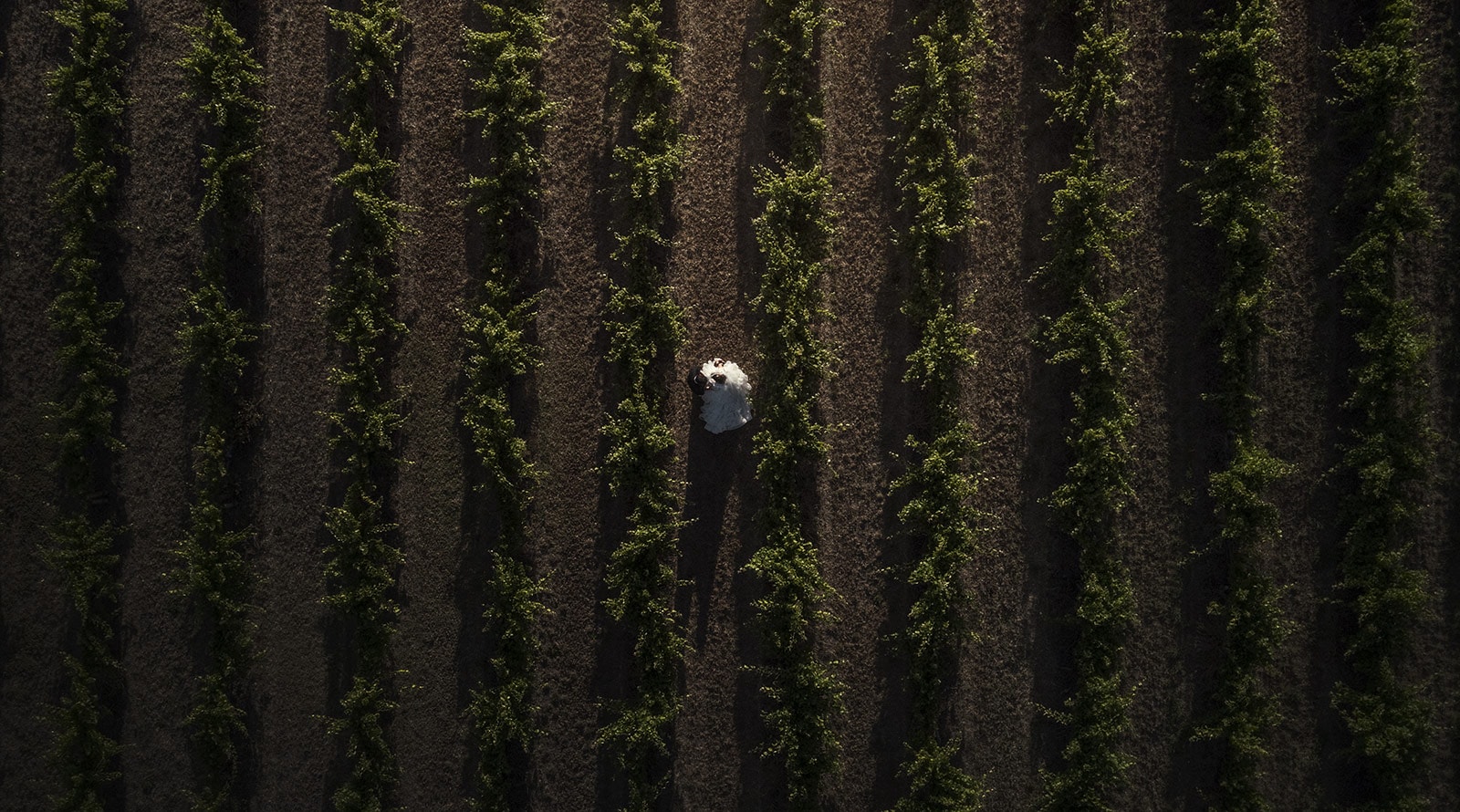 lake breeze wines wedding - cate & renato 48 Drone photo of bride and groom in vineyards