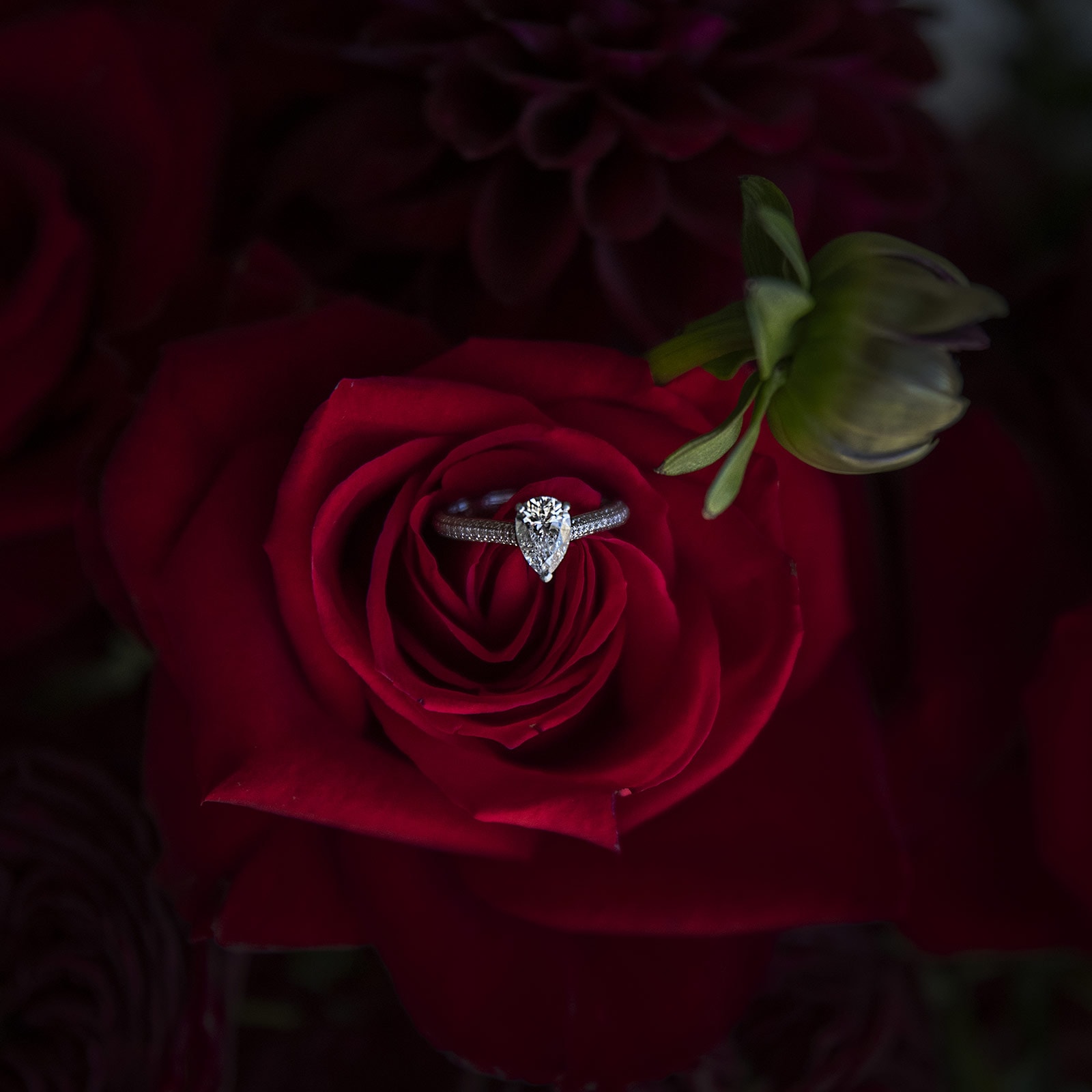 lake breeze wines wedding - cate & renato 8 Engagement ring in red rose