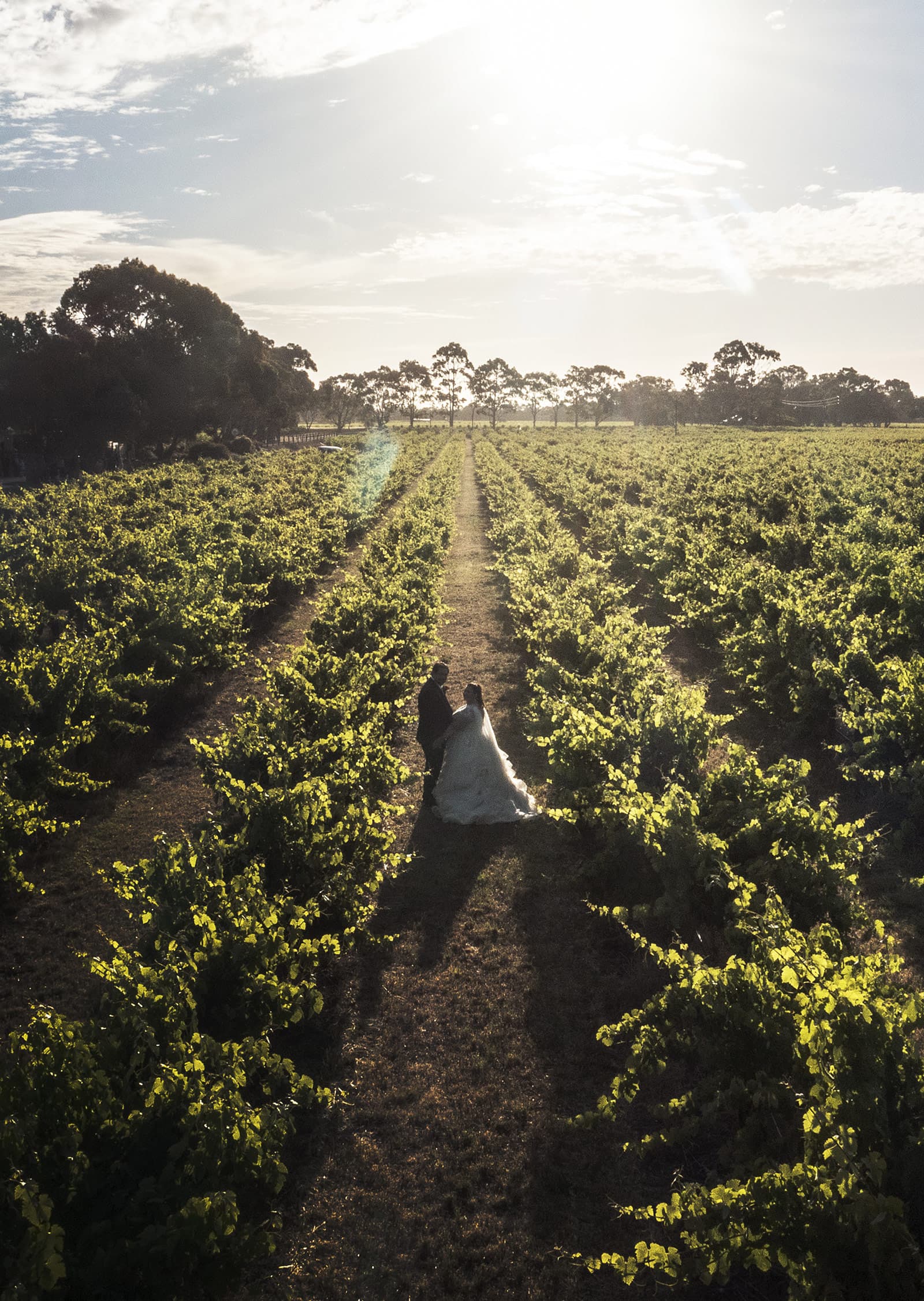 lake breeze wines wedding - cate & renato 47 lake breeze wines wedding photography with drone