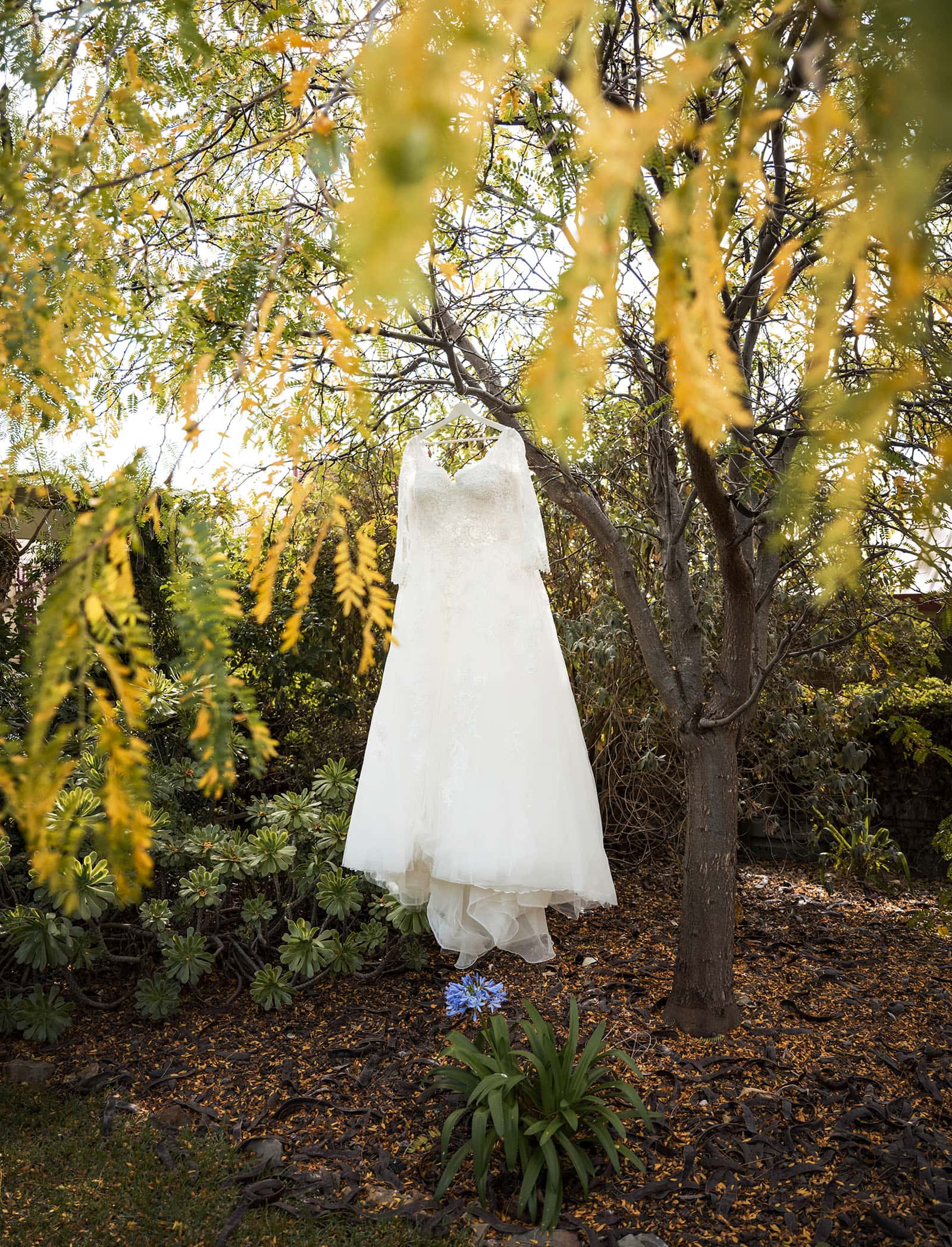 mclaren vale ekhidna wines wedding - kait & brayden 16 Wedding dress hanging in yellow tree