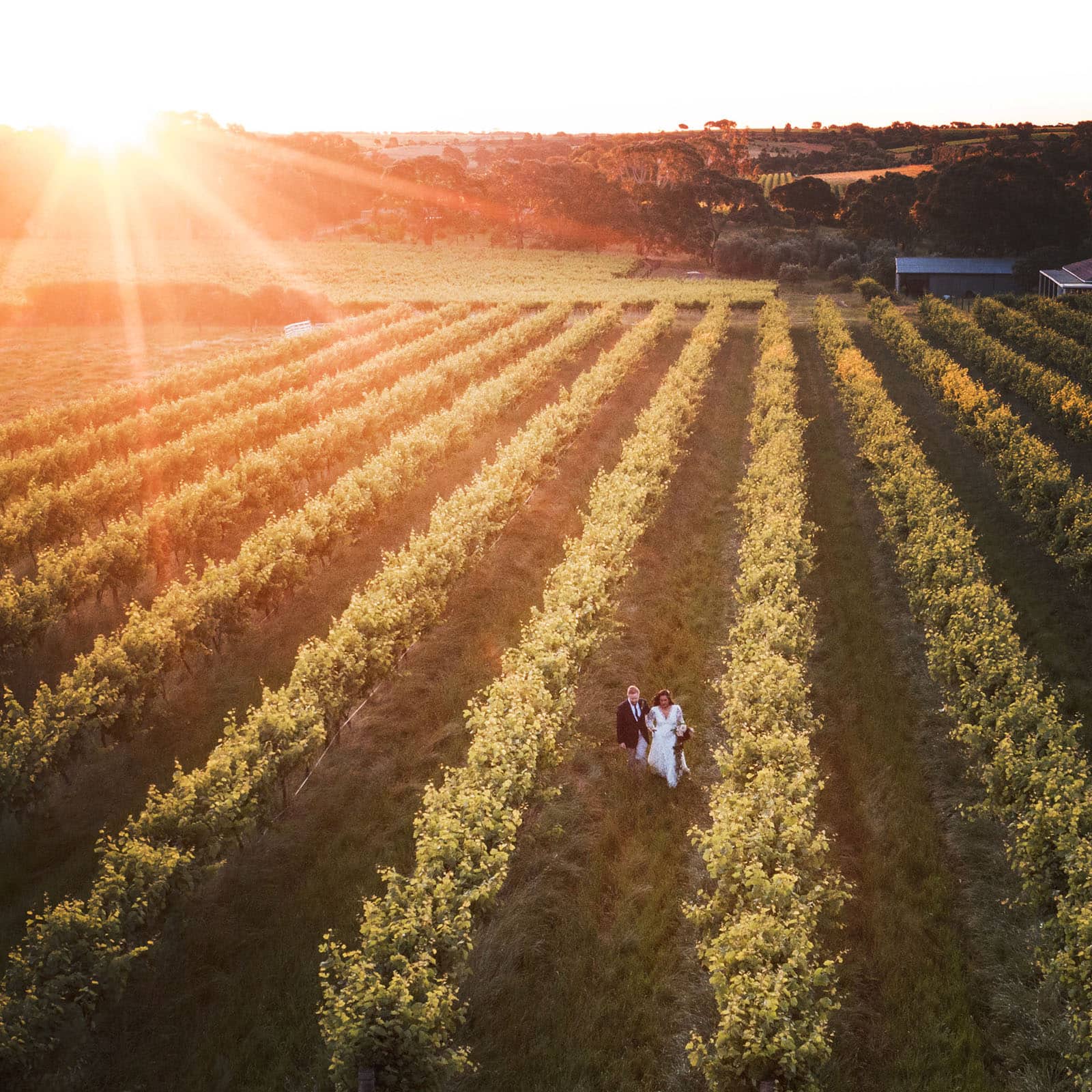 ekhidna winery wedding - chami & bryce 51 Side on vines