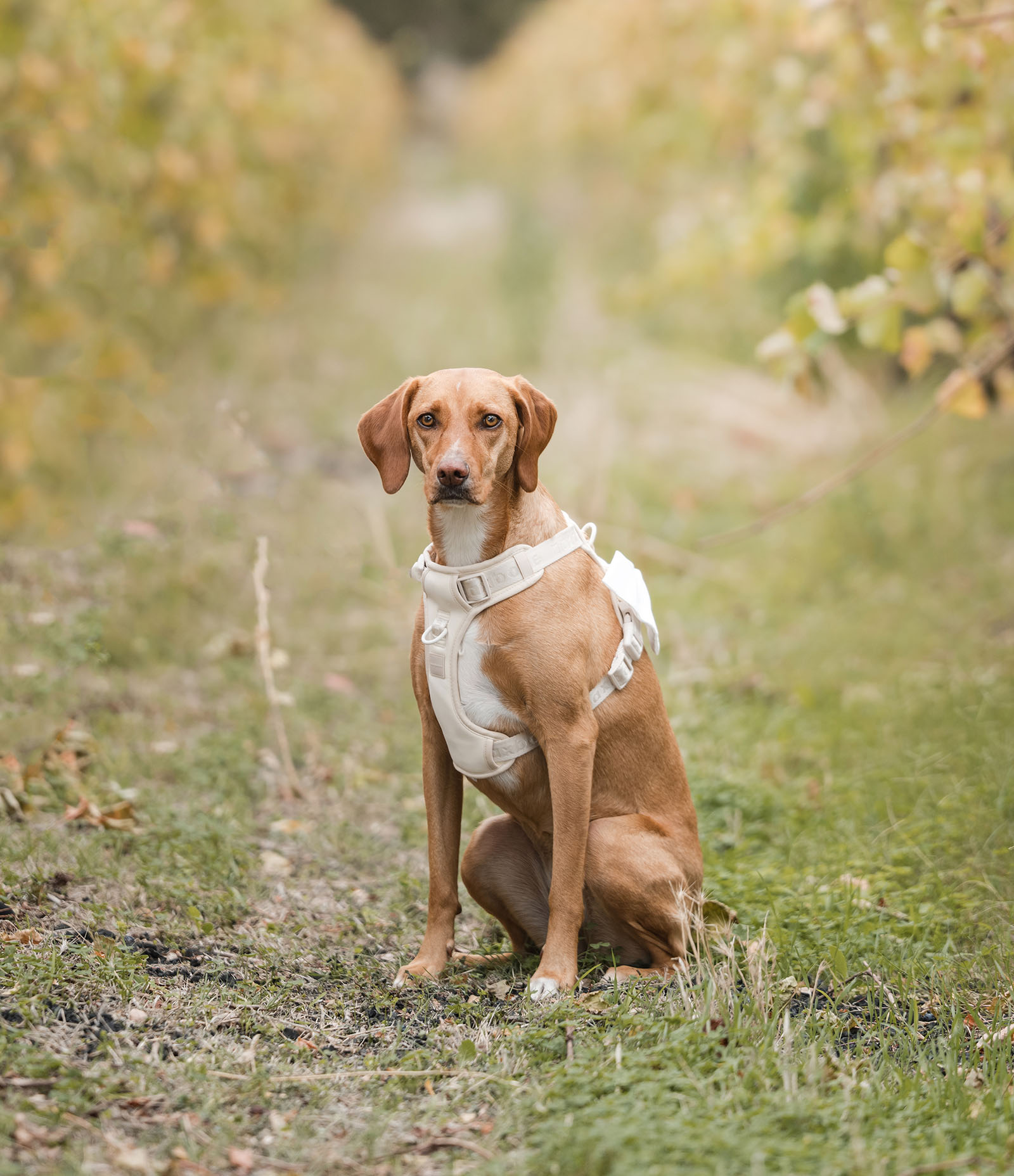 vine shed wedding - kat & katie 207 Bridal dog