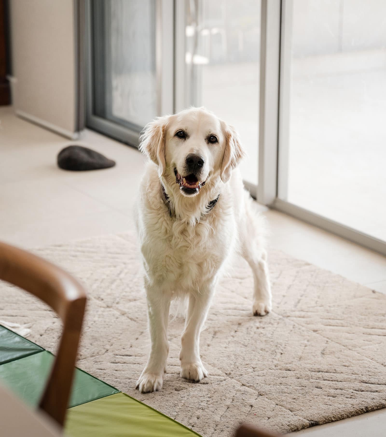 white hill estate wedding - catherine & sean 276 Golden Retriever