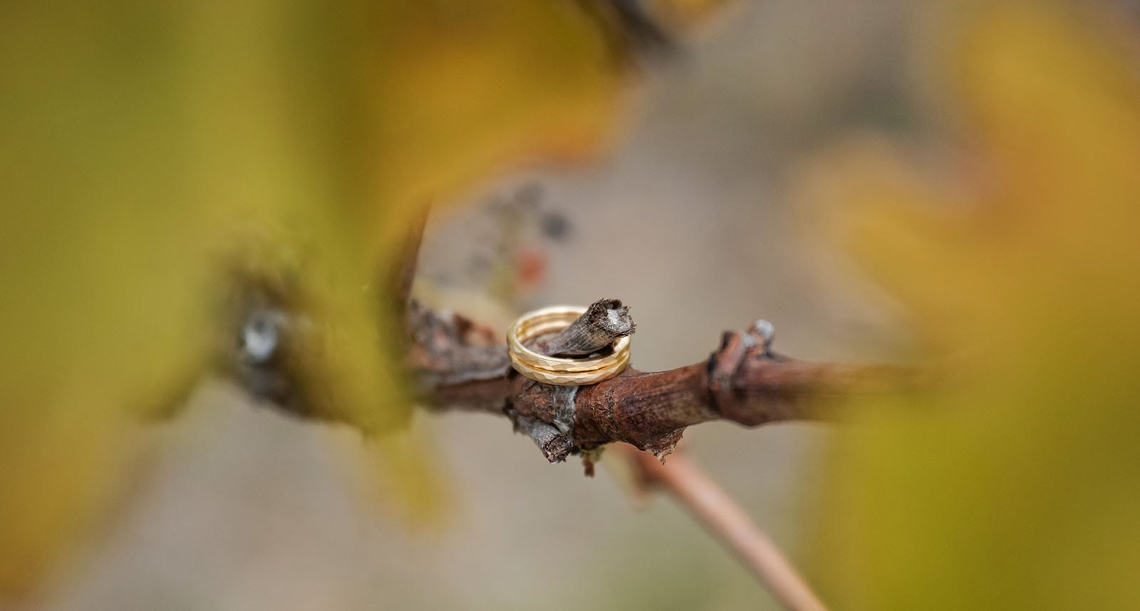 vine shed wedding - kat & katie 200 Wedding rings in vines
