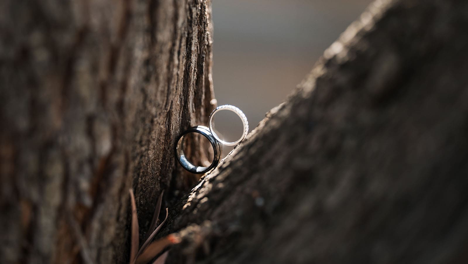 sneakys wedding - ash & michael 41 Wedding rings perched in tree