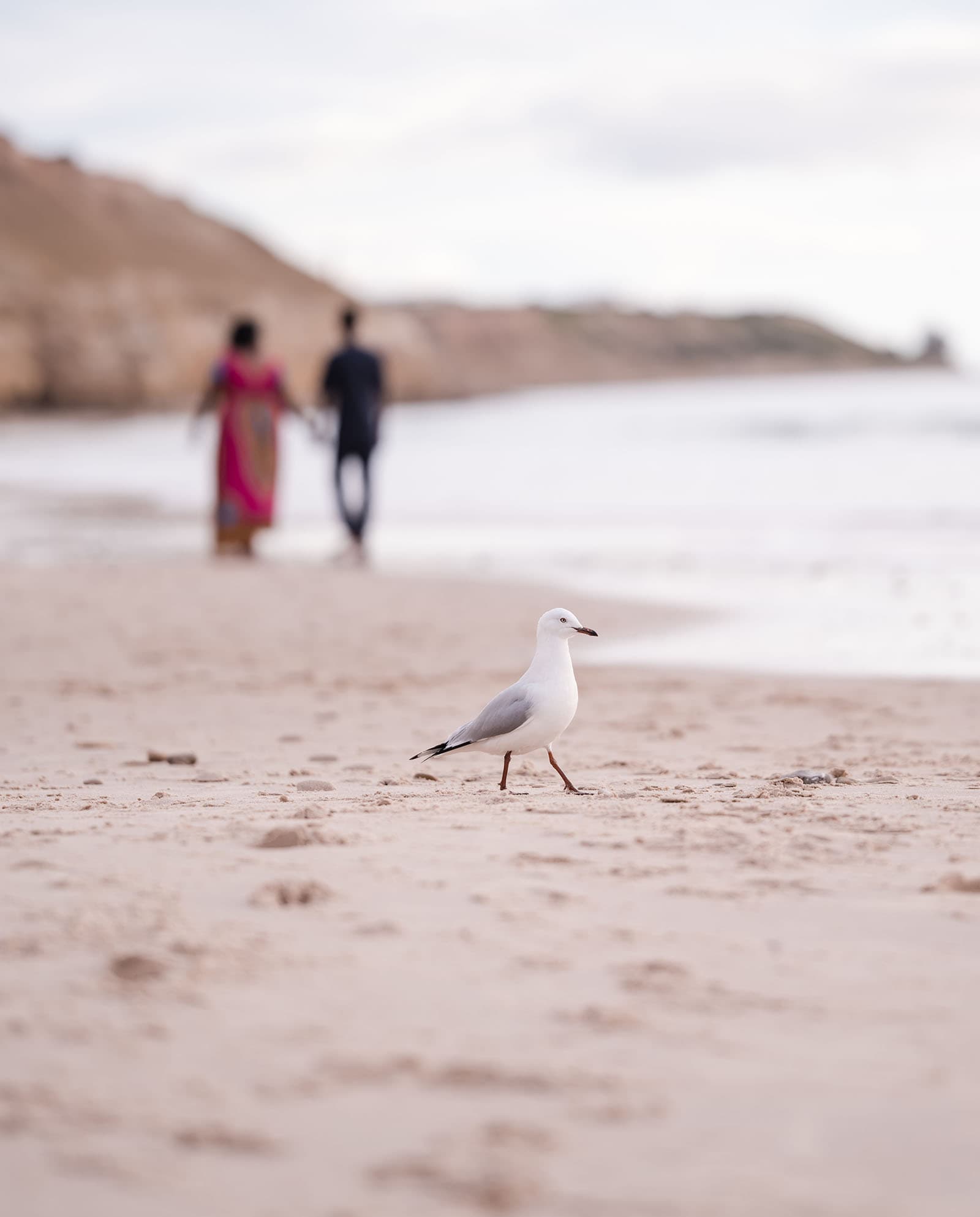 pt willunga renewal of vows - lauryn & calvin 262 Seagull in the foreground