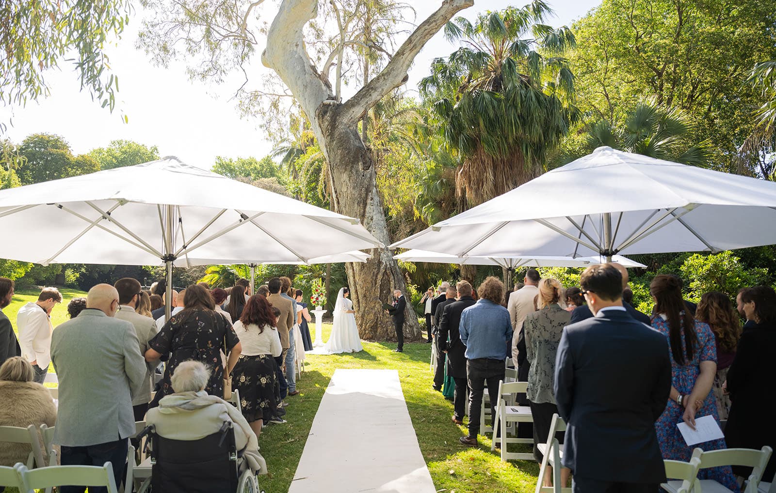 botanic gardens palm house wedding - kelly & david 101 Wedding guests standing beneath white umbrellas for an outdoor ceremony beside a large gum tree at Adelaide Botanic Gardens