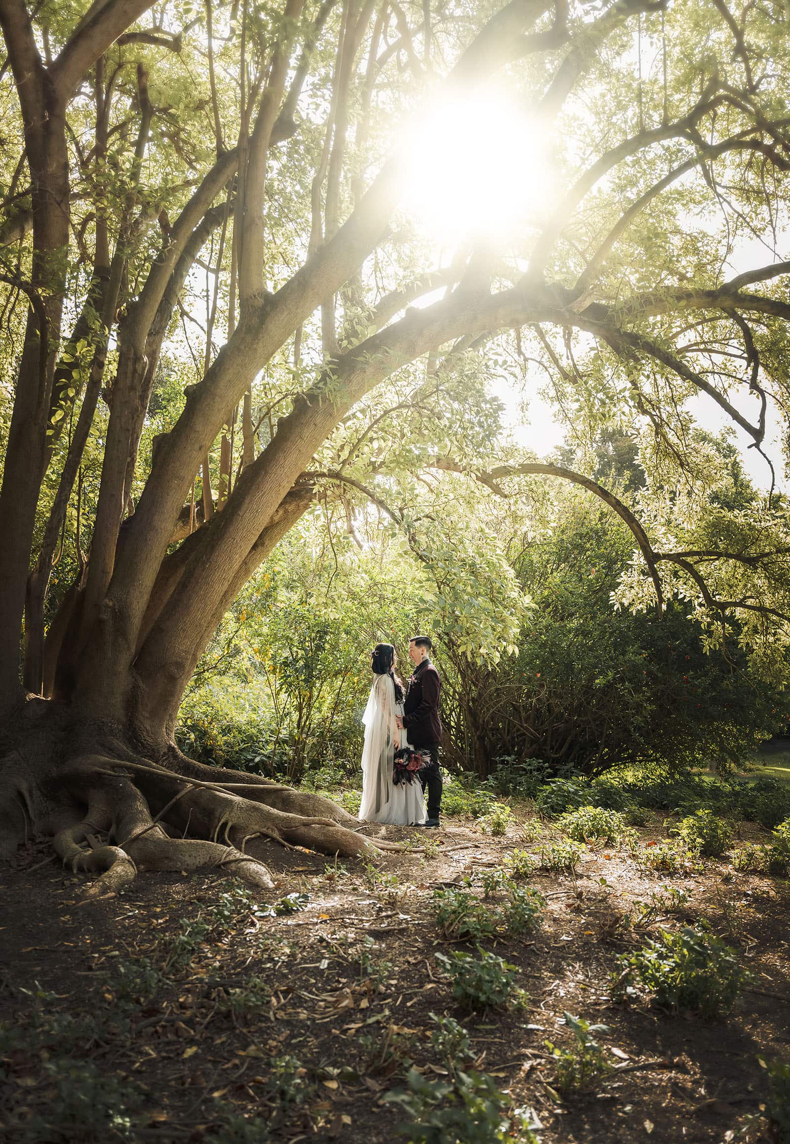 palm house gardens wedding - ayla & drew 162 Bridal couple under the sun through tree