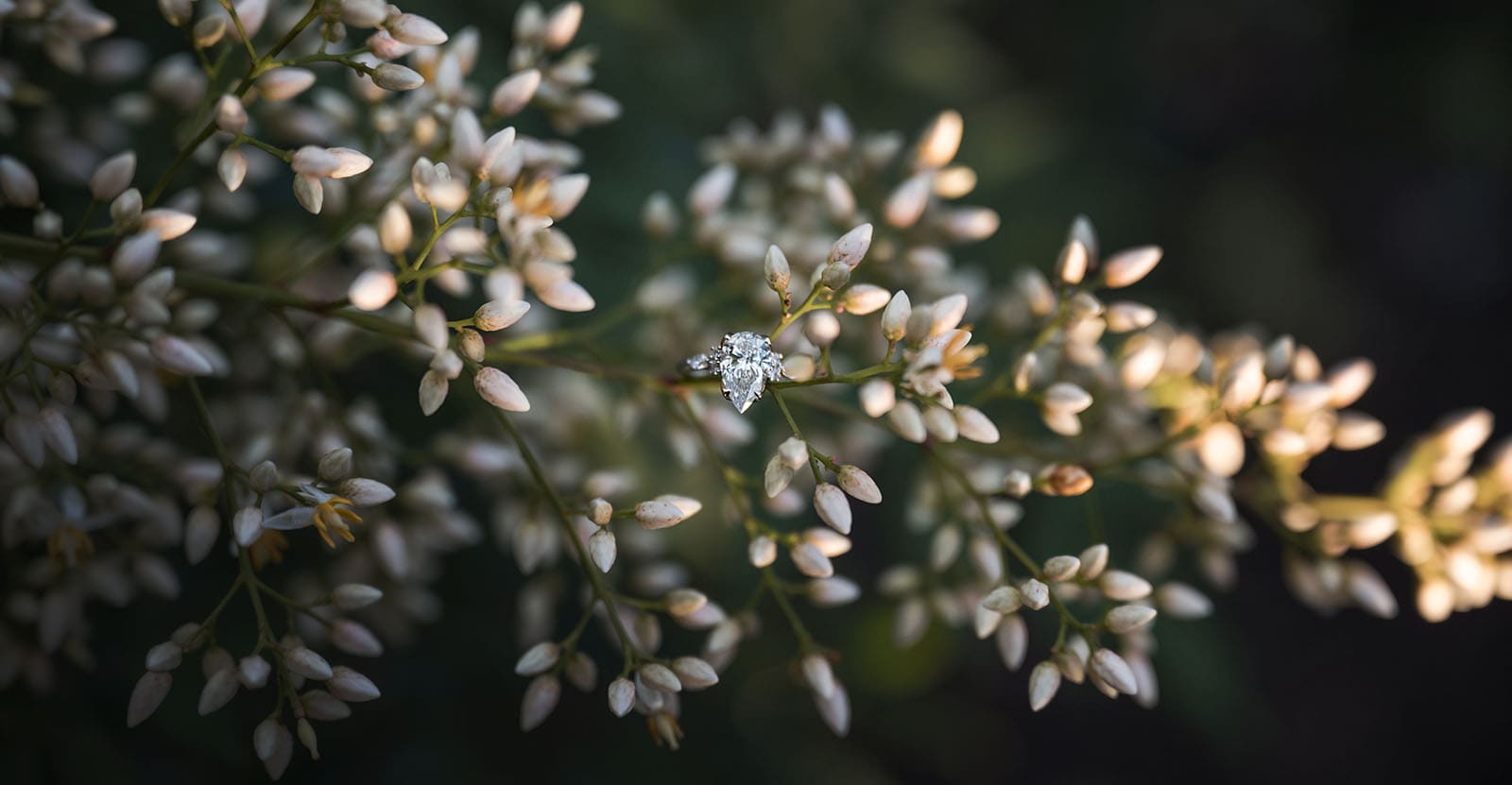 adelaide parklands engagement shoot - stacey & jacob 189 Engagement ring perched in white flowers