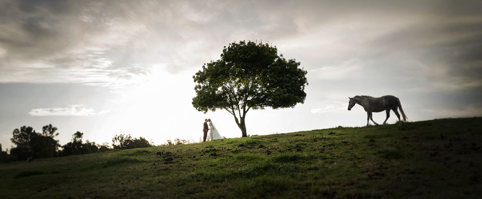 templewood house wedding - michelle & andrew 33 Horse walking to bride and groom under tree