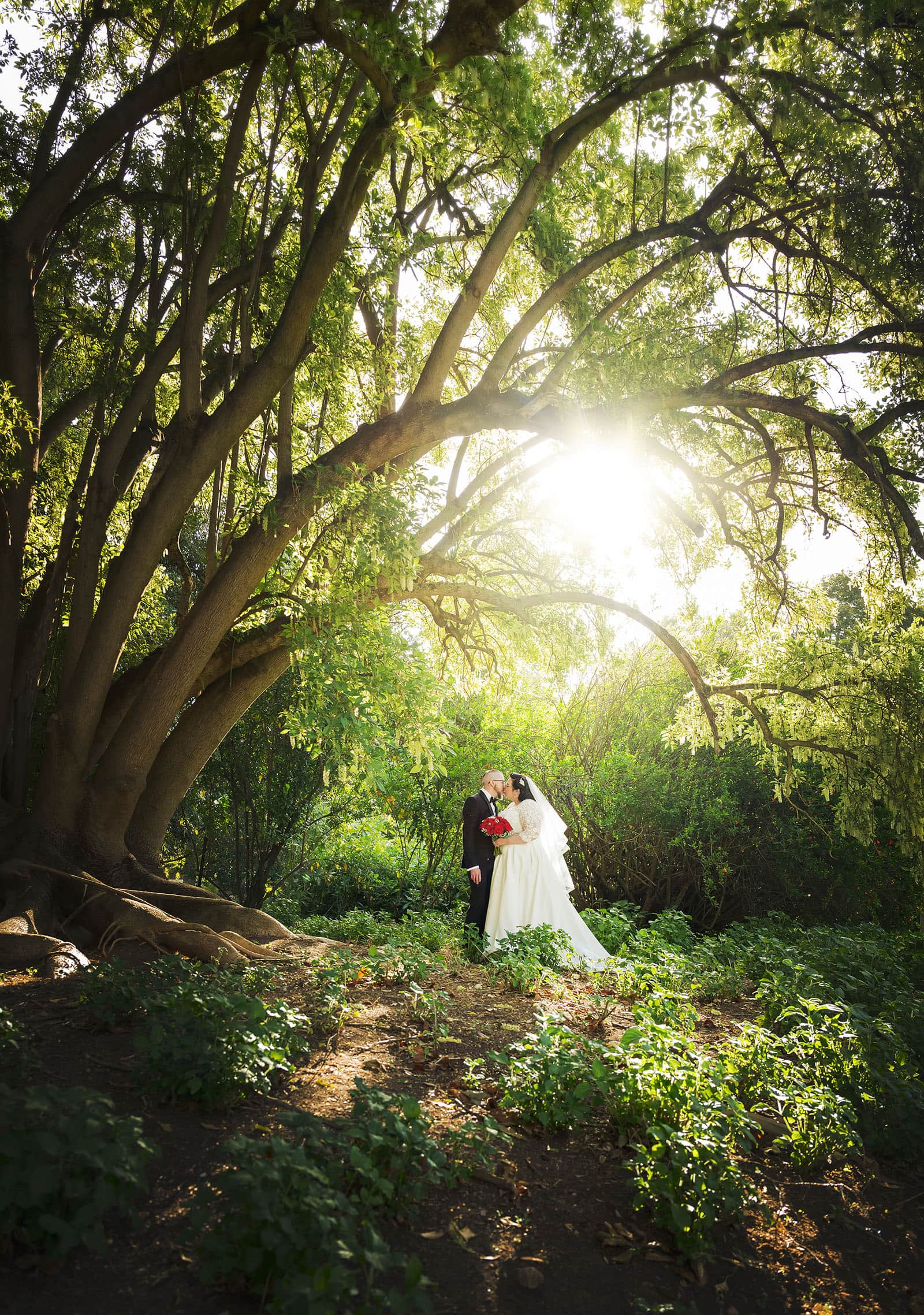 botanic gardens palm house wedding - kelly & david 109 Kelly and David kissing beneath a large gum tree at Adelaide Botanic Gardens, with sunlight filtering through the foliage.