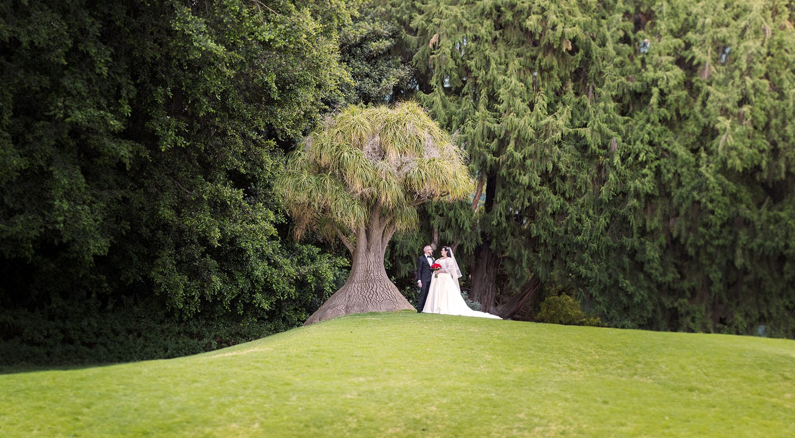 botanic gardens palm house wedding - kelly & david 114 Bride and groom standing beside a distinctive tree on a lawn at Adelaide Botanic Gardens