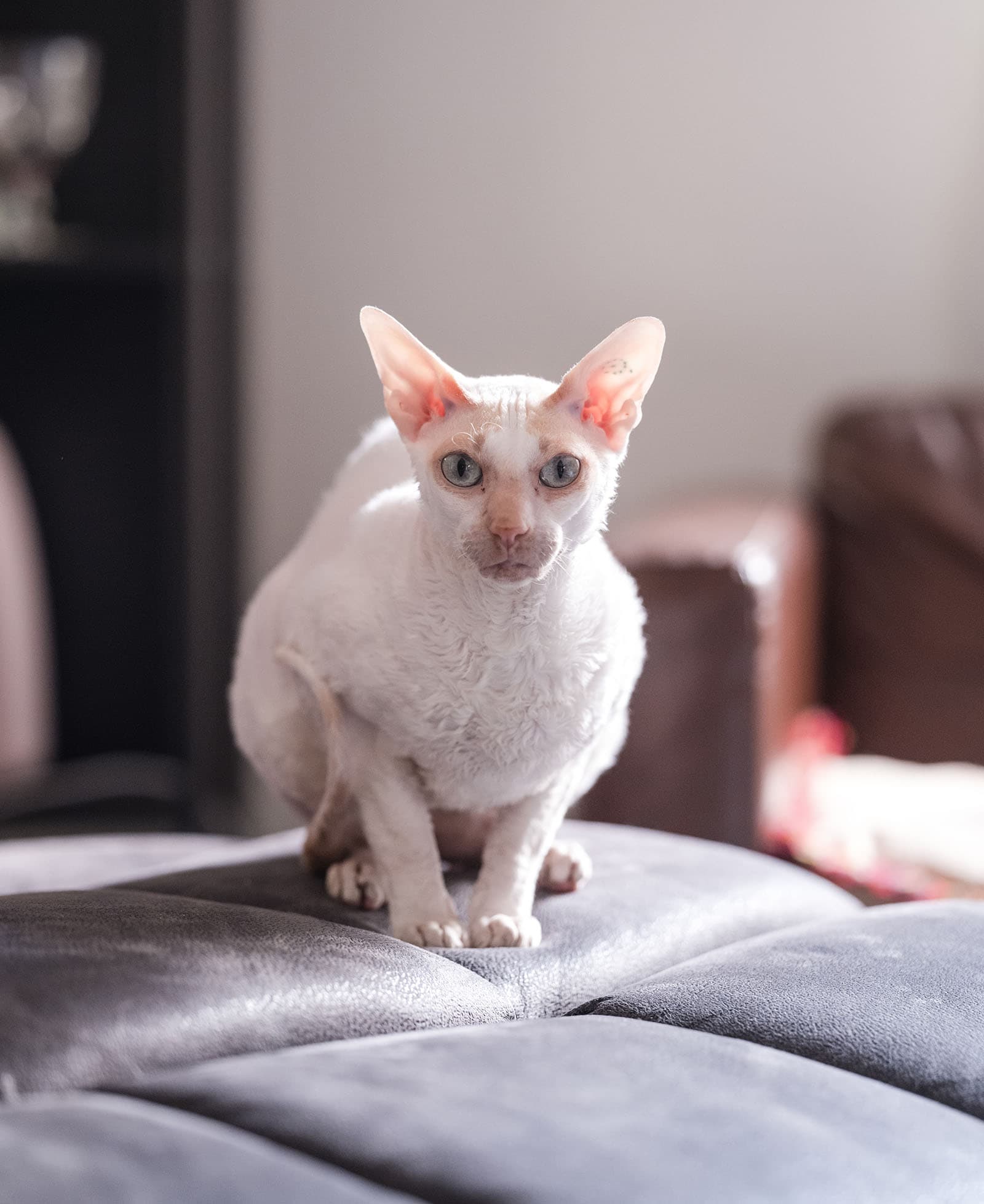 belair national park engagement shoot - lindsey & jaden 2 Sphynx cat sitting on grey blanket indoors