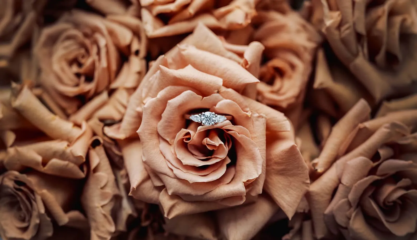 botanic gardens, araucaria avenue wedding - jade & hazim 13 Close-up shot of a diamond engagement ring elegantly nestled in a romantic pink rose.