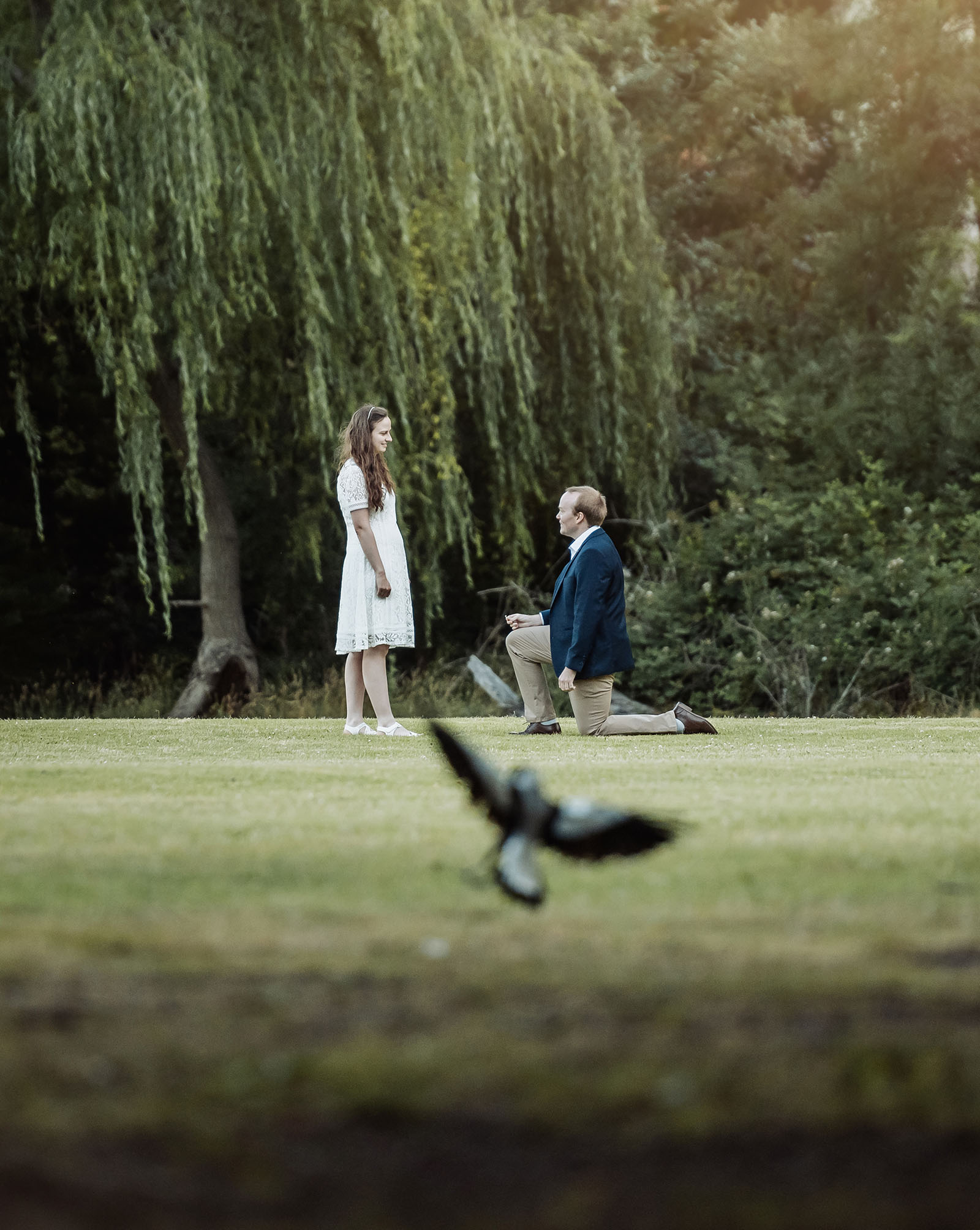 romantic belair national park proposal - marissa & james 135 James kneels to propose to Marissa on a lawn in Belair National Park as a magpie crosses the foreground.