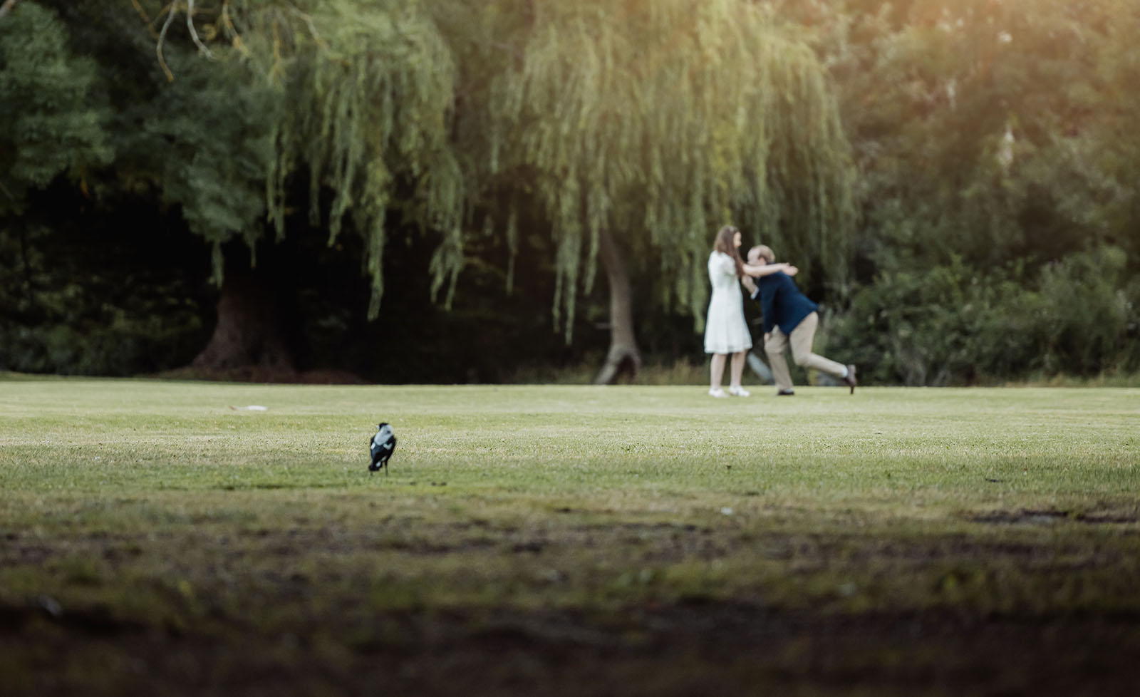 romantic belair national park proposal - marissa & james 136 Marissa and James embracing on a grassy lawn beneath a large tree, with a magpie in the foreground at Belair National Park