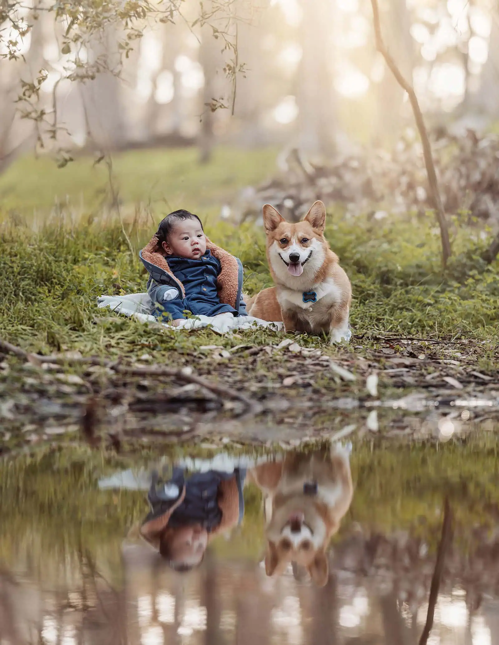 belair family photography 110 Adorable baby corgi exploring a lush forest.