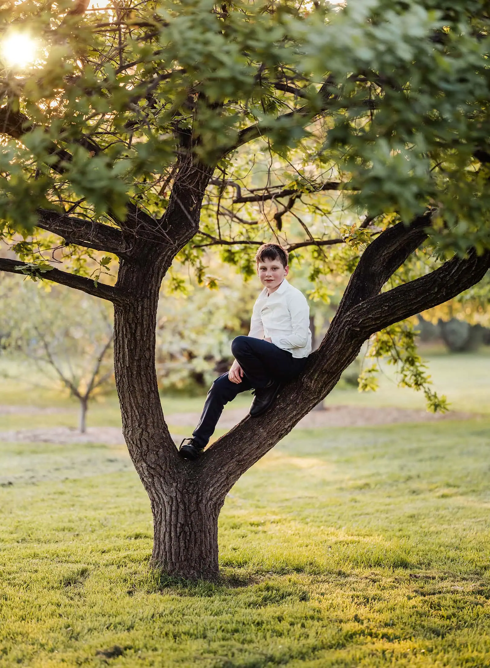 carrick hill wedding - jo & david 313 Young boy sitting on a tree branch, enjoying nature in a sunny park.