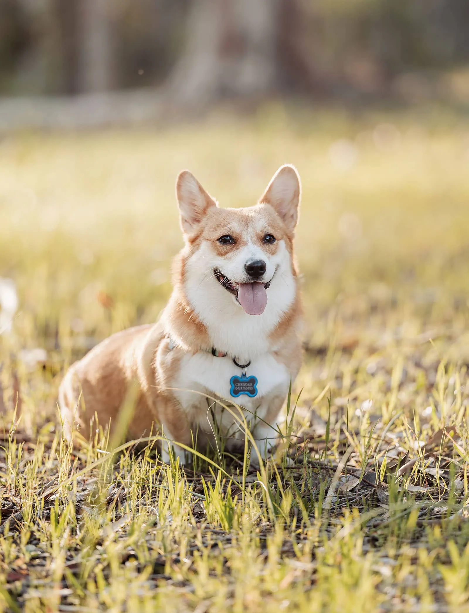 belair family photography 116 Corgi sitting in a sunny field, enjoying nature and scenery.
