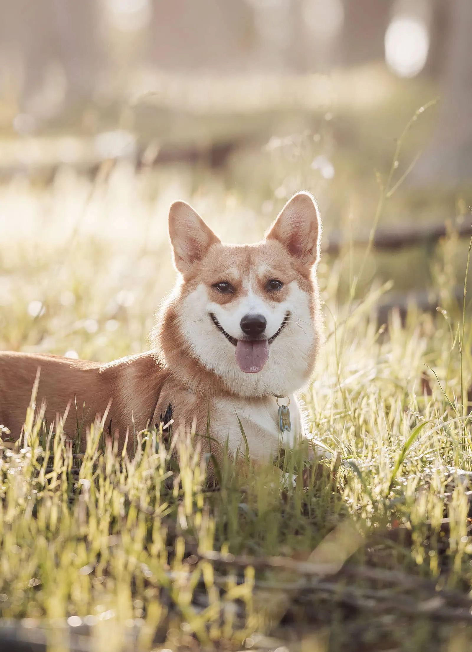 belair family photography 117 Corgi enjoying a sunny field, playful puppy outdoors in nature.