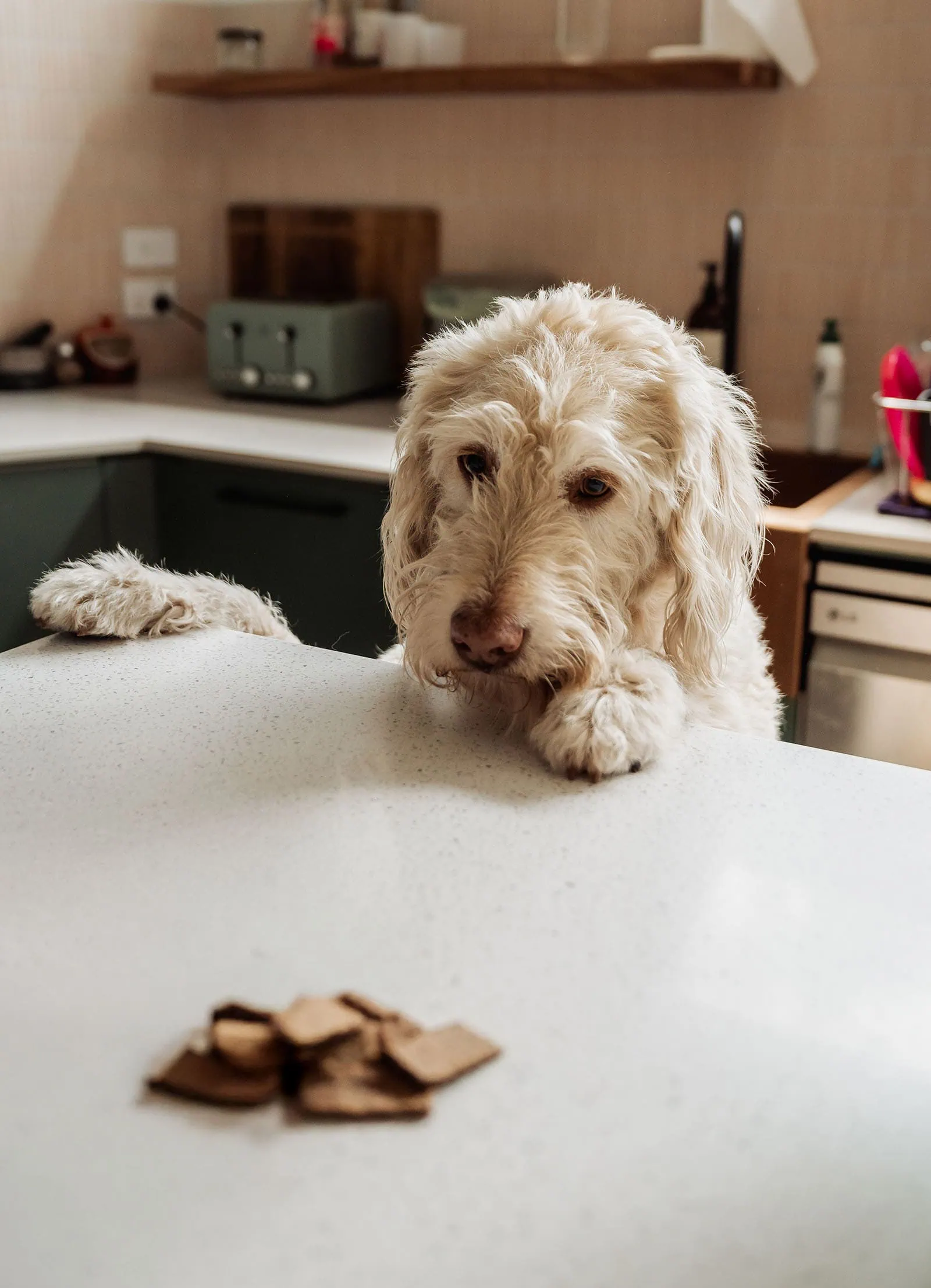 goodwood family photoshoot 113 Curious dog sniffing delicious treats on a table, exploring tasty snacks.