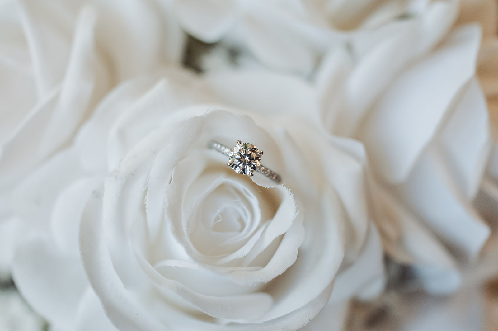 sunnybrae rose garden wedding - celina & anuj 3 Diamond engagement ring next to a white rose blossom.
