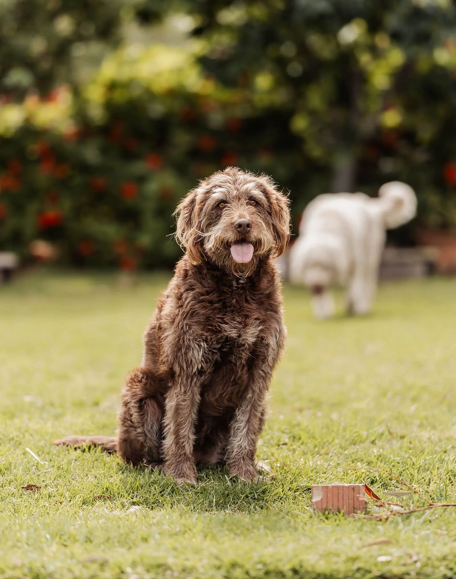goodwood family photoshoot 127 Playful dog enjoying the sun on a lush green grass field.