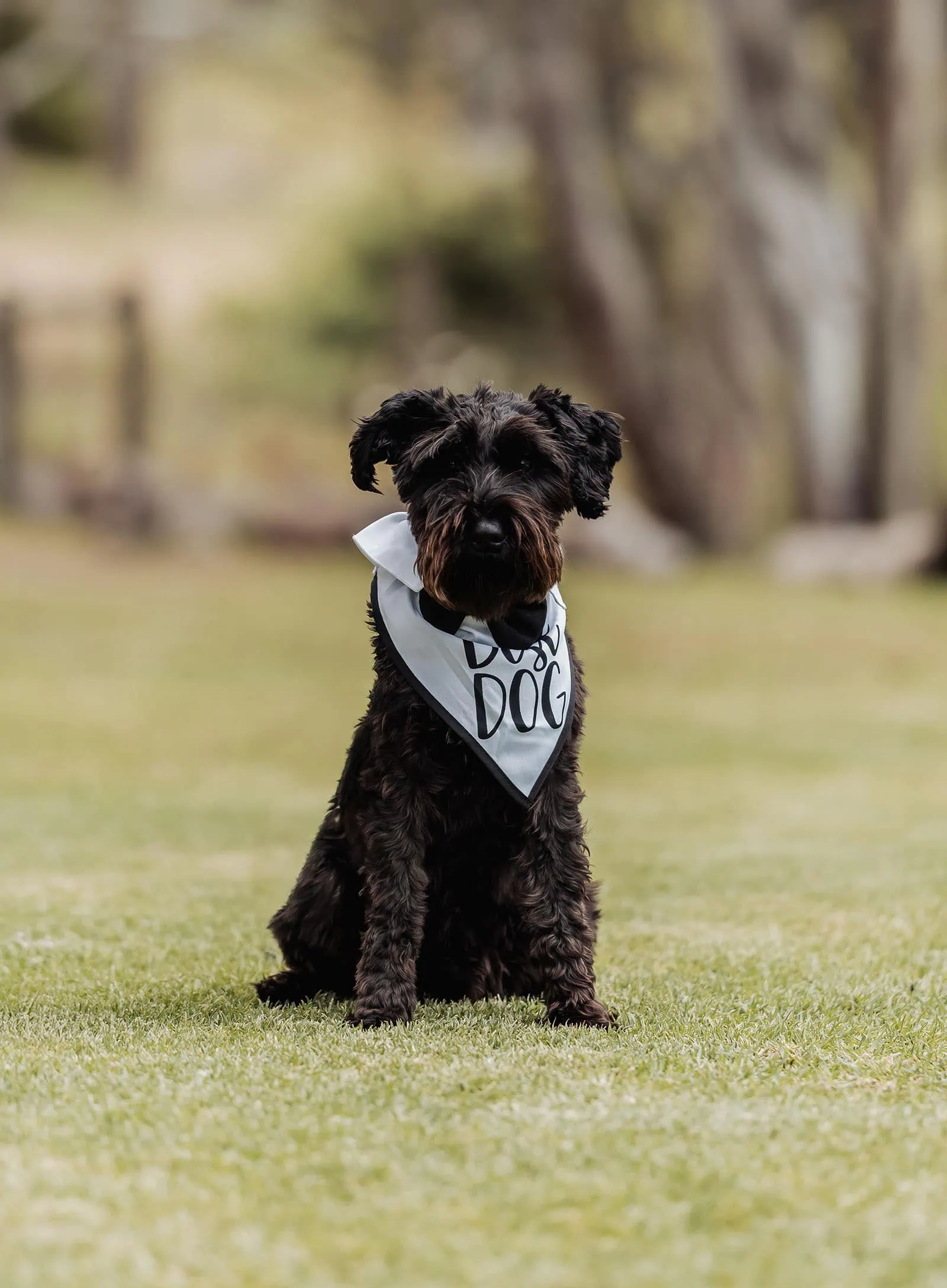 fleurieu cherries wedding - kimberley & richard 43 Black dog sitting happily in a sunny park, showcasing its shiny coat and playful demeanor.