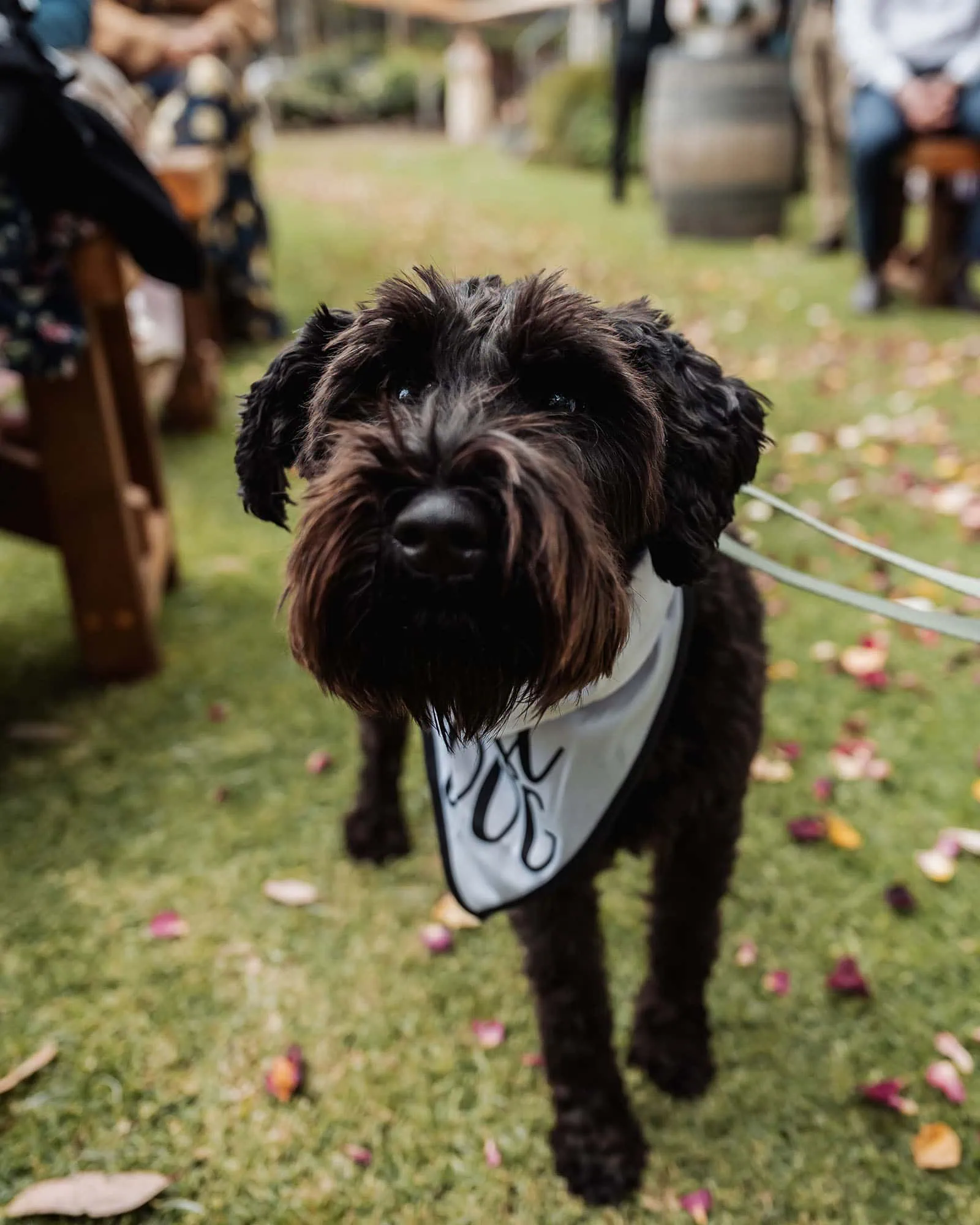 fleurieu cherries wedding - kimberley & richard 6 Adorable dog entertains guests at garden event.