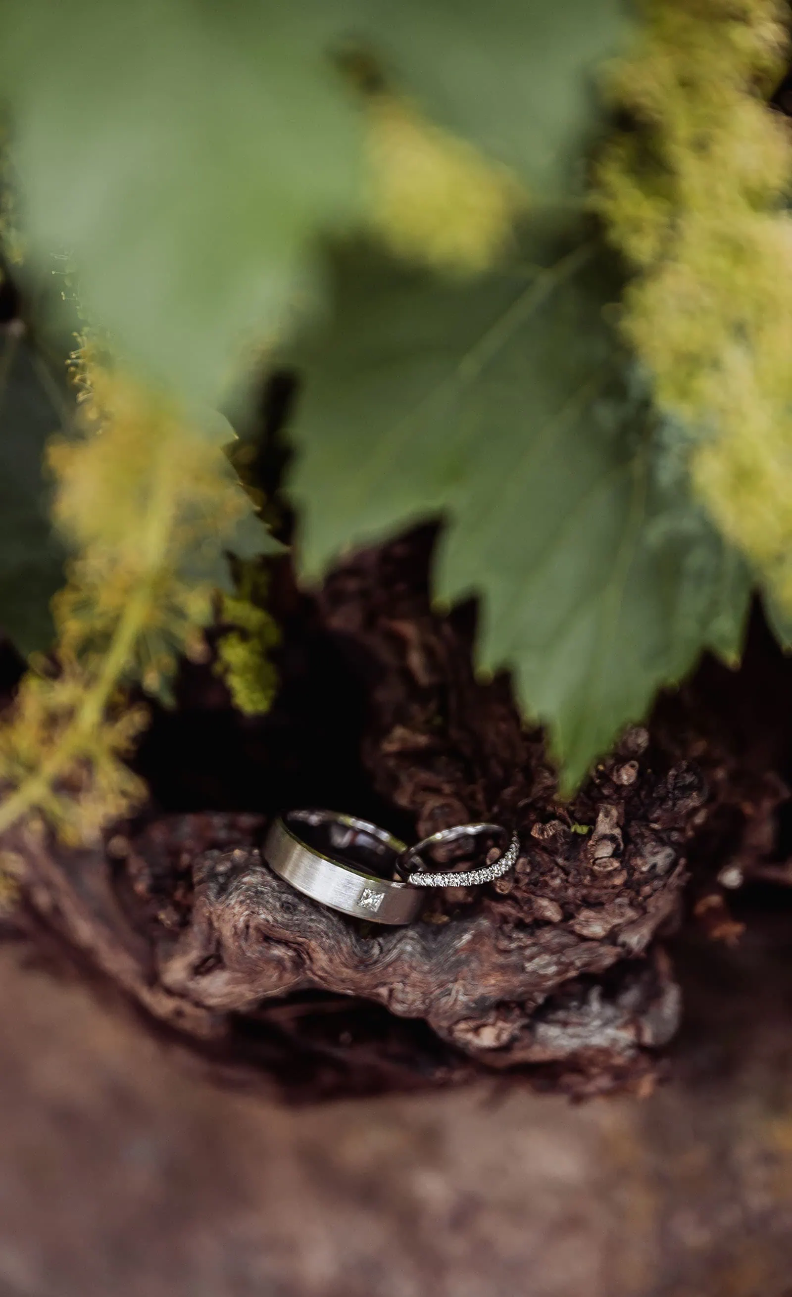 wedding at the manor in basket range - maryam & jason 113 Nature-themed wedding and engagement rings in a forest setting.