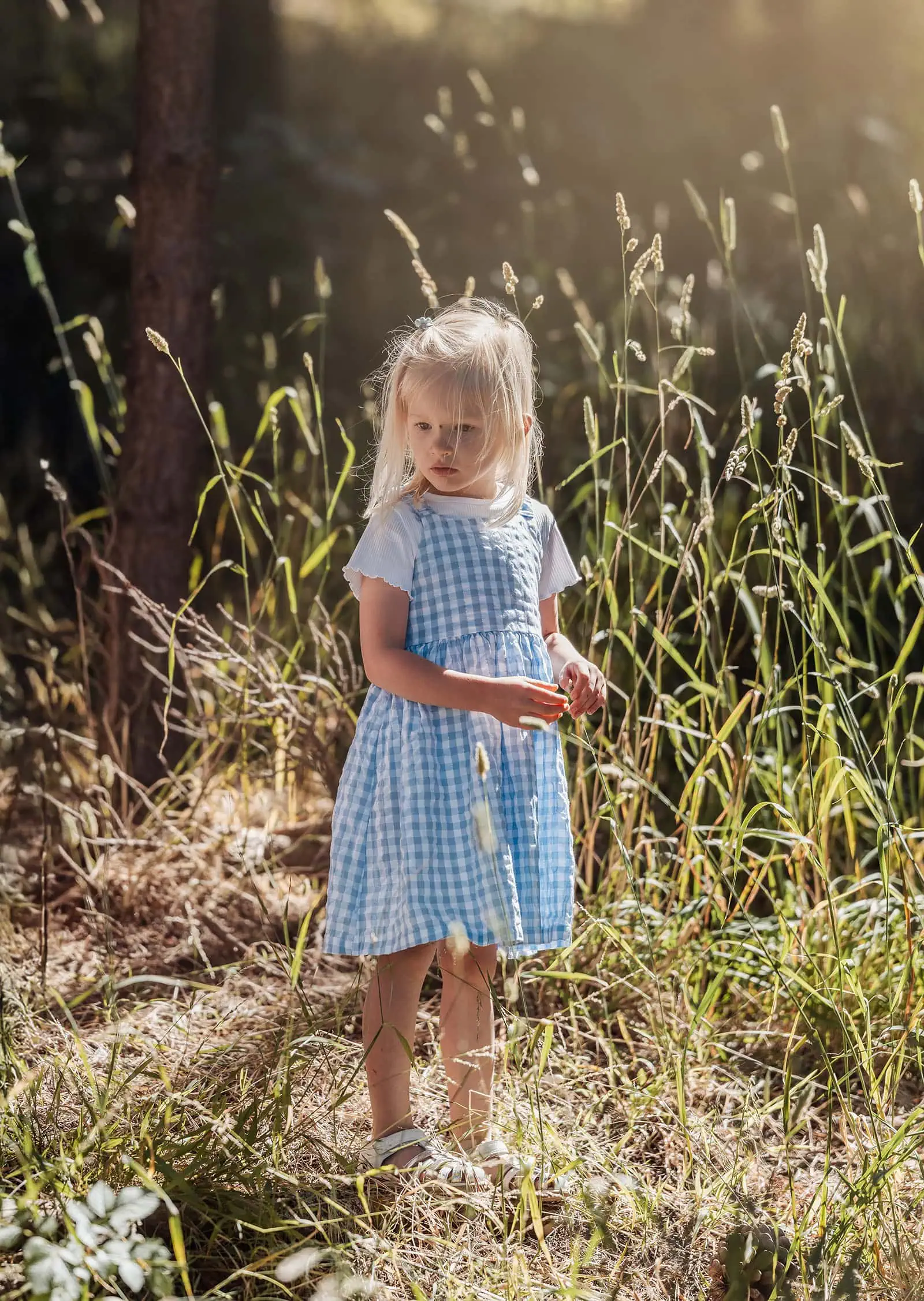 blackwood forest family photography 70 Young girl in blue gingham dress stands in sunlit wooded area, tall grass swaying.