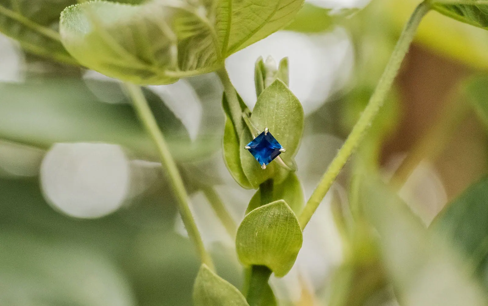 botanic gardens wedding shoot - olivia & sean 6 Sapphire on lush green leaves, vibrant contrast between gemstone and plant.