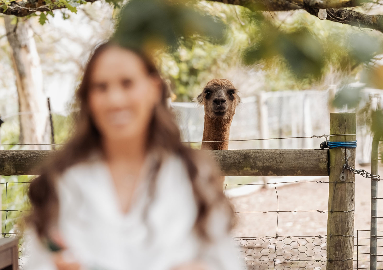 the lane vineyard wedding - caitlyn & craig 80 Alpaca peering over a fence in a lush, serene rural farm setting.