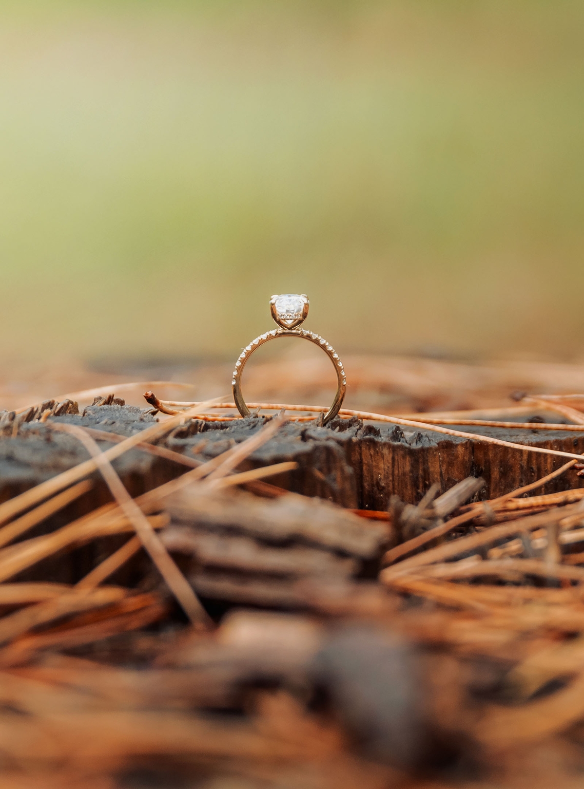 cabn at kuitpo forest proposal - tamsyn & blake 19 Elegant diamond engagement ring on rustic tree stump with natural backdrop.