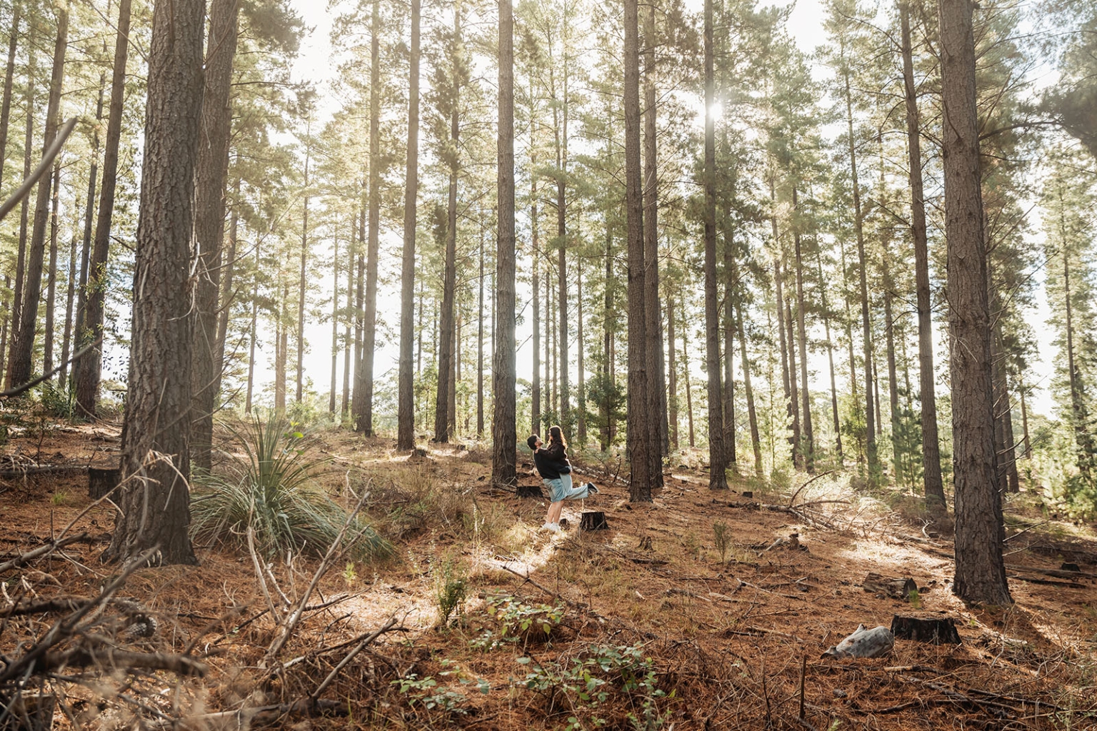 cabn at kuitpo forest proposal - tamsyn & blake 29 Couple embracing in a sunlit pine forest, surrounded by natures beauty.