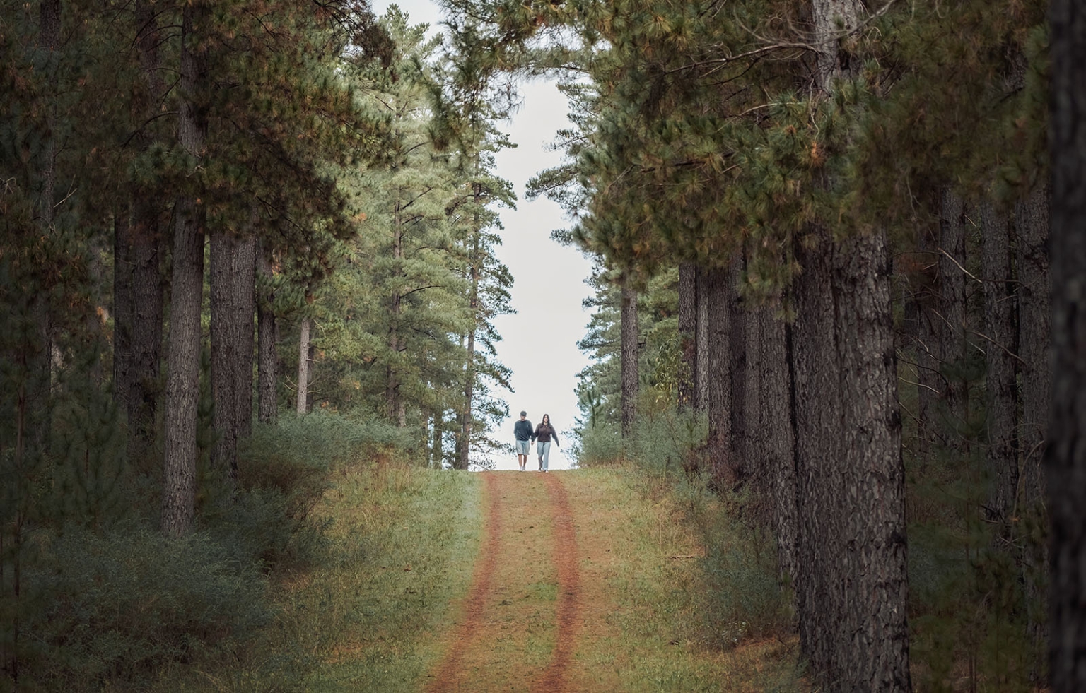 cabn at kuitpo forest proposal - tamsyn & blake 4 Serene forest path with two hikers amidst towering trees and dappled sunlight.