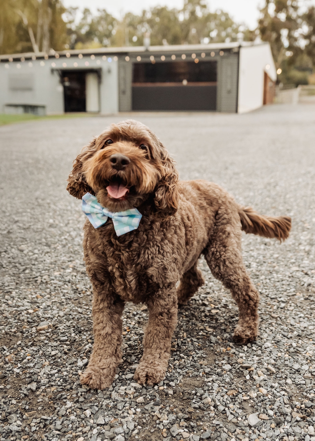 tiny house on the prairie wedding - lauren & bek 18 Brown curly dog wearing blue gingham bow tie on gravel driveway.
