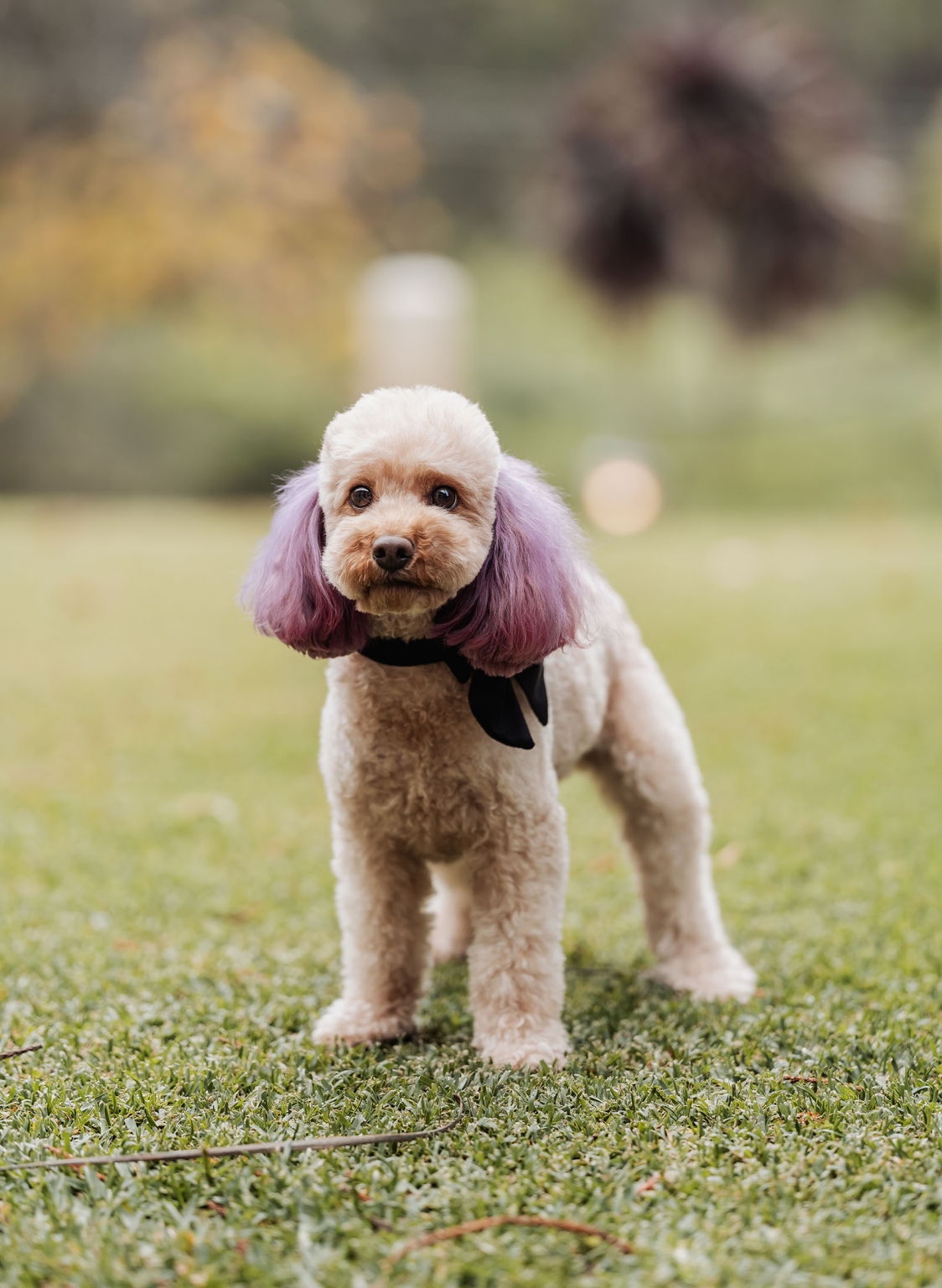basket range wedding at the manor - leah & wes 40 Cream poodle with lavender purple ears standing on green grass.