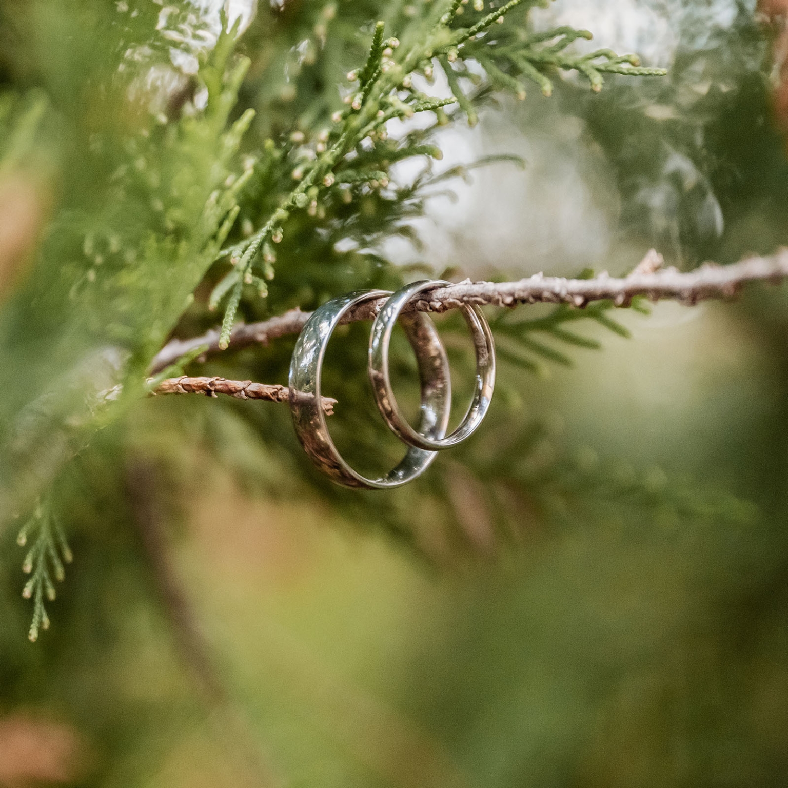 loxton's st peter's church wedding - madeline & brayden 17 Silver wedding rings hanging from evergreen branch in romantic nature setting.
