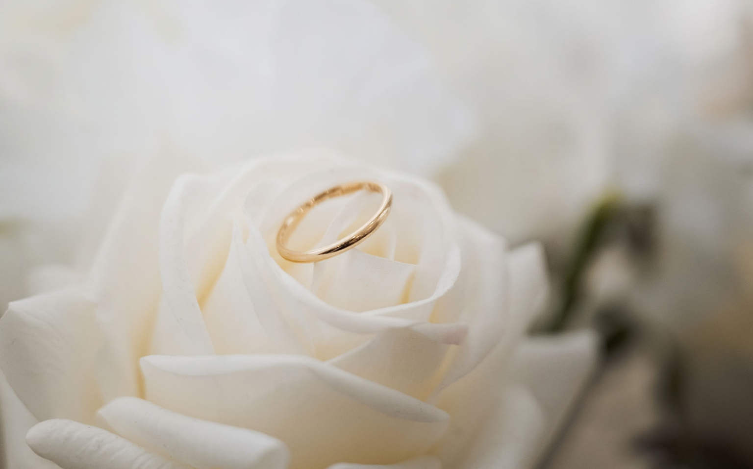 st george & st shenouda coptic church wedding - carmina & bill 24 Gold wedding ring nestled in white rose petals, romantic engagement and wedding symbol.