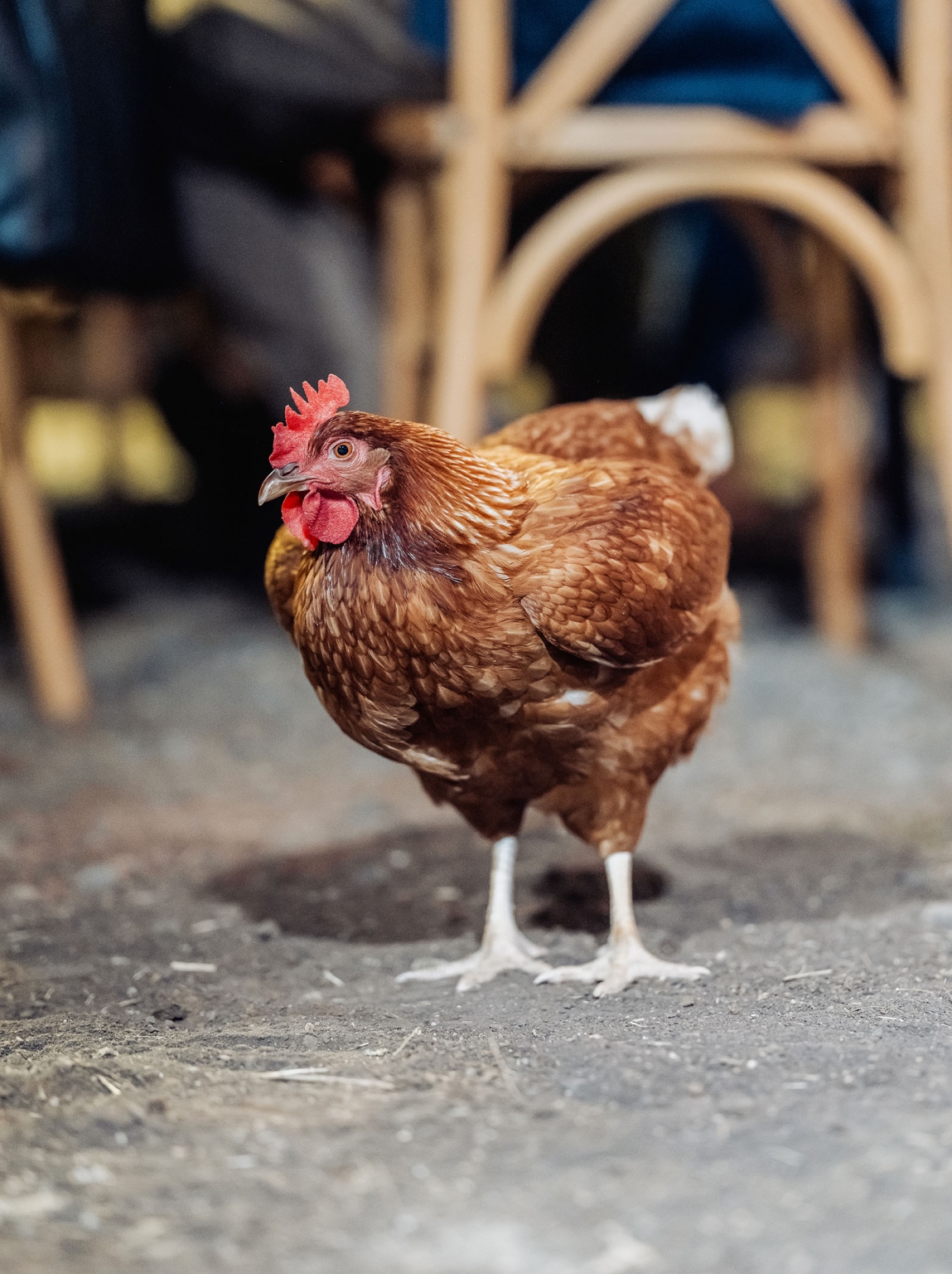 capella wedding photography – caitlin & adam’s farm wedding 184 Brown chicken standing on a dirt floor beside timber chairs at a farm wedding in Capella.