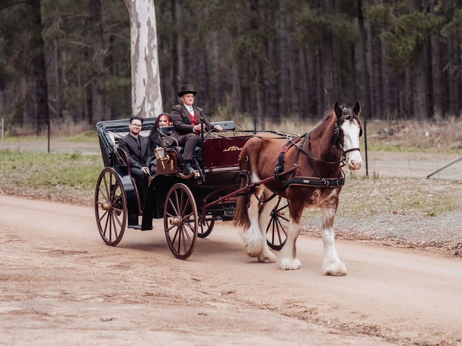 kuitpo hall wedding - courtney & jarrod 252 Vintage horse-drawn carriage on forest road with formal passengers.