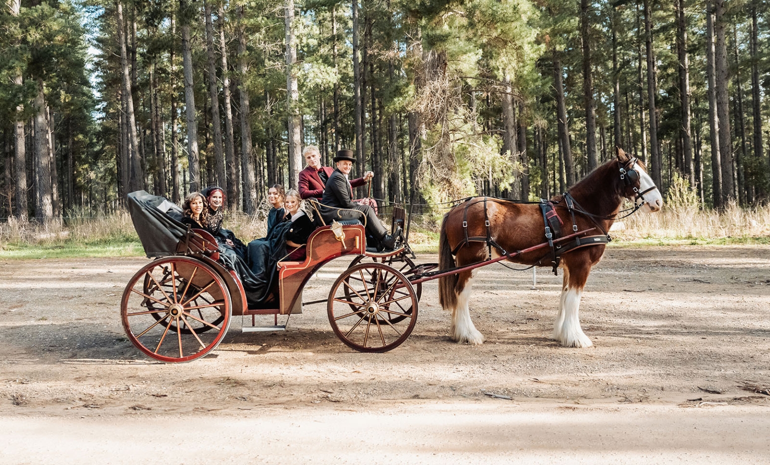 kuitpo hall wedding - courtney & jarrod 219 Vintage horse-drawn carriage on a forest road with formal passengers.