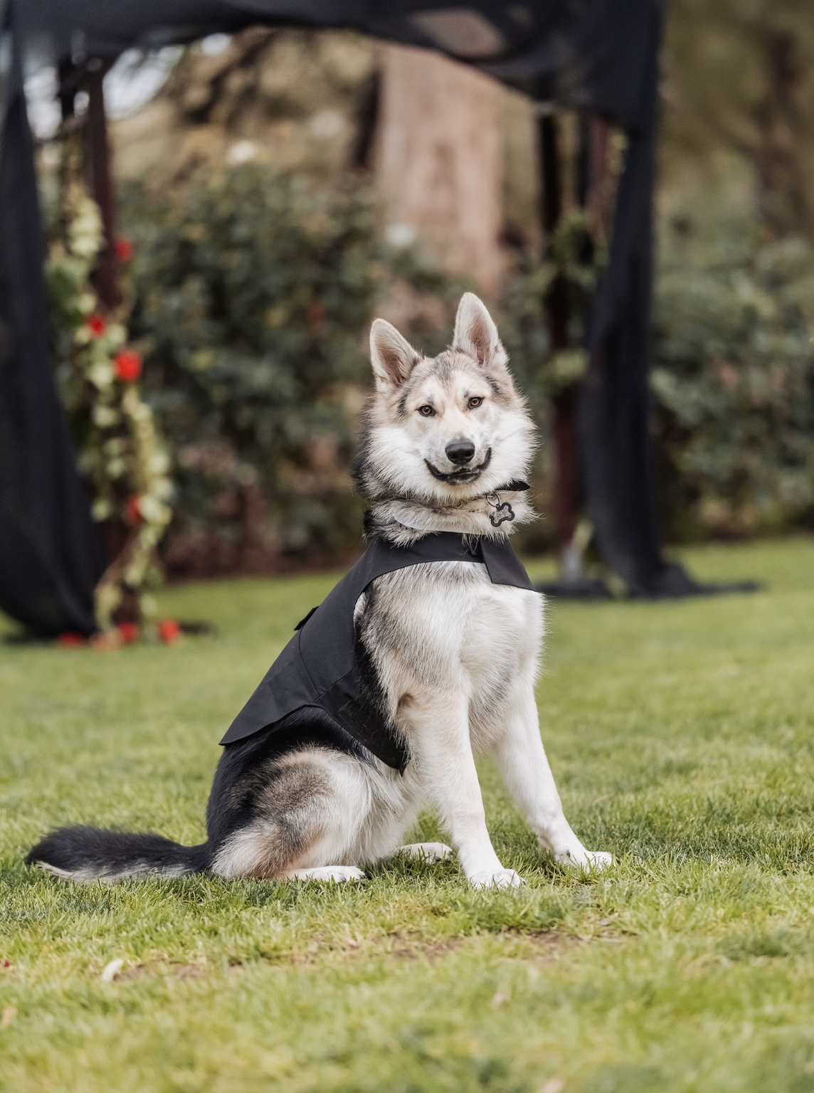 kuitpo hall wedding - courtney & jarrod 238 Husky dog in black tuxedo at outdoor wedding.
